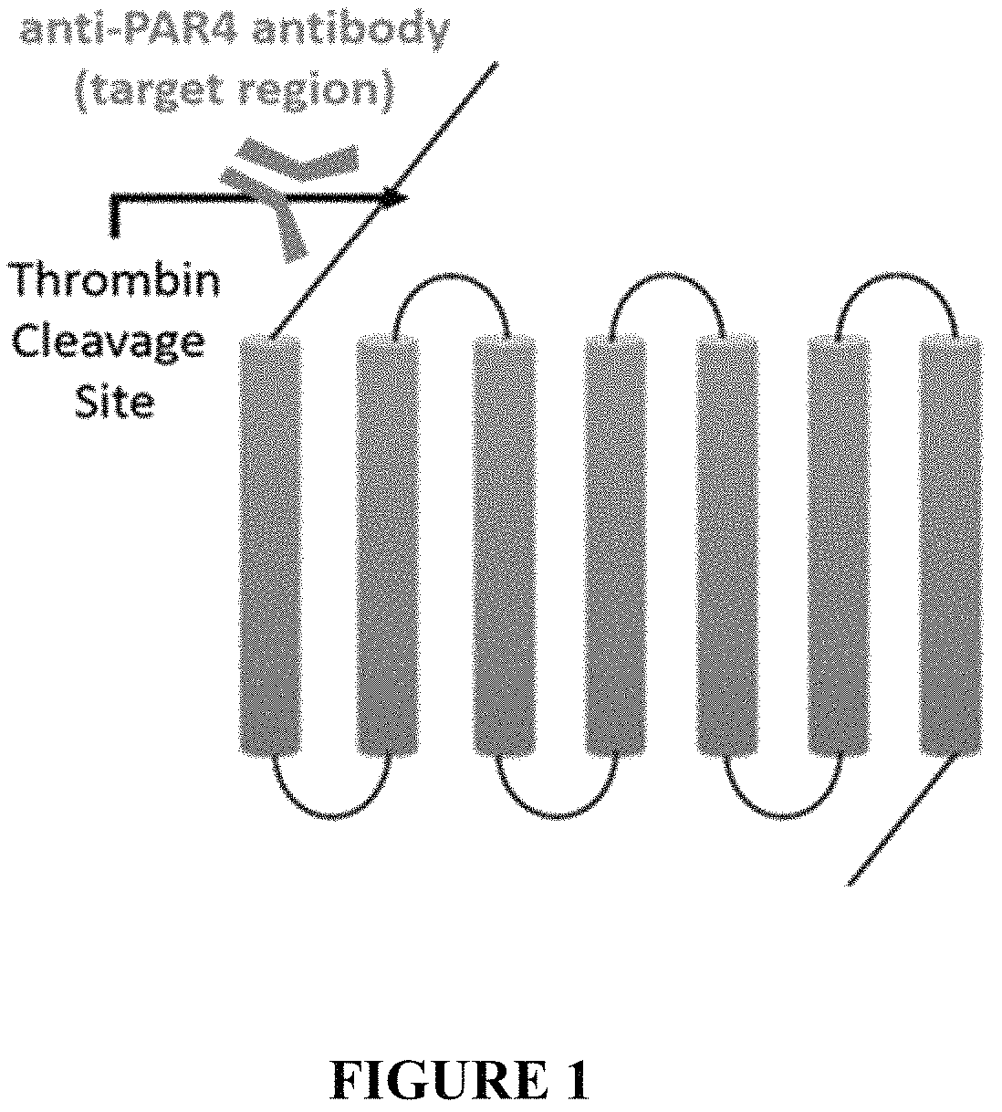 Patent US11780915 — Binding proteins to the human thrombin receptor, PAR4 — Figure 1