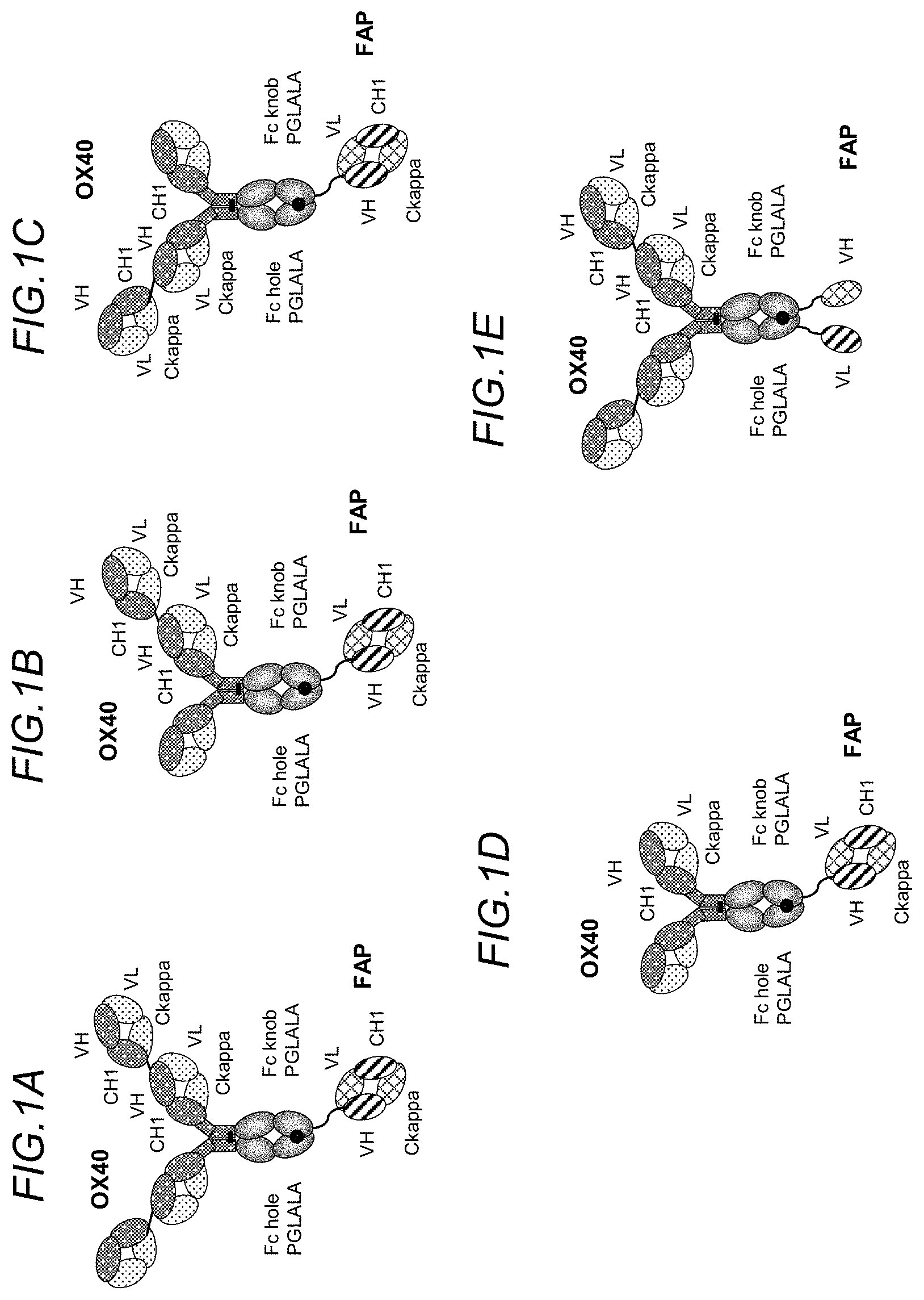 Patent US11780919 — Bispecific antigen binding molecules targeting OX40 and FAP — Figure 1