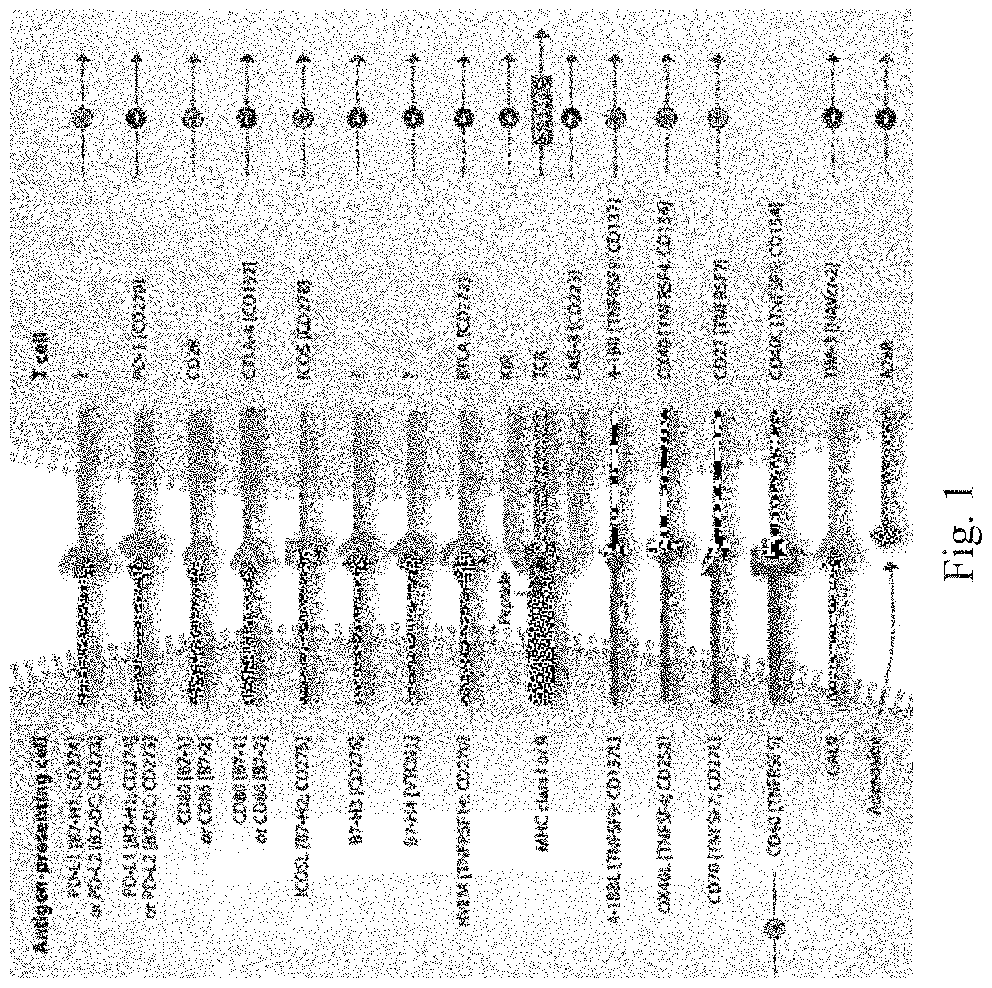 Patent US11780922 — Bifunctional proteins combining checkpoint blockade for targeted therapy — Figure 1