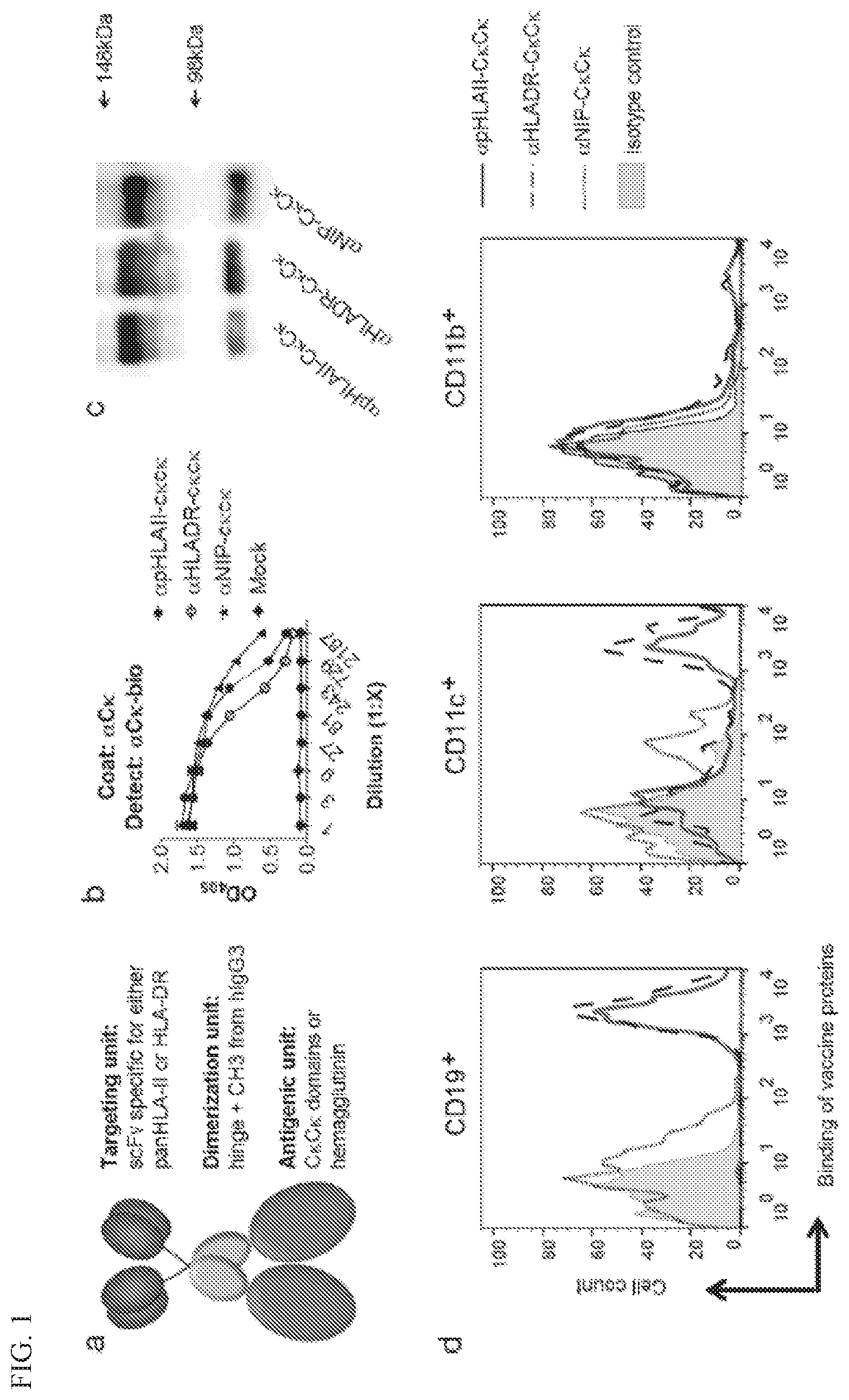 Patent US11780924 — HLA binding vaccine moieties and uses thereof — Figure 1
