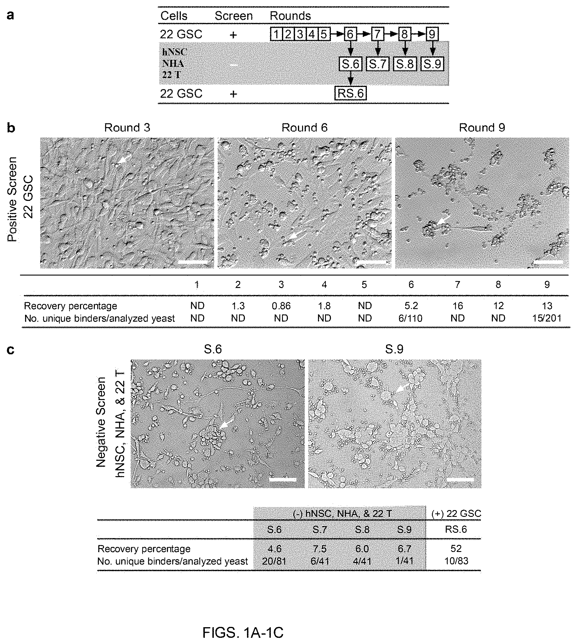 Patent US11780932 — Antibodies targeting glioblastoma stem-like cells and methods of use thereof — Figure 1