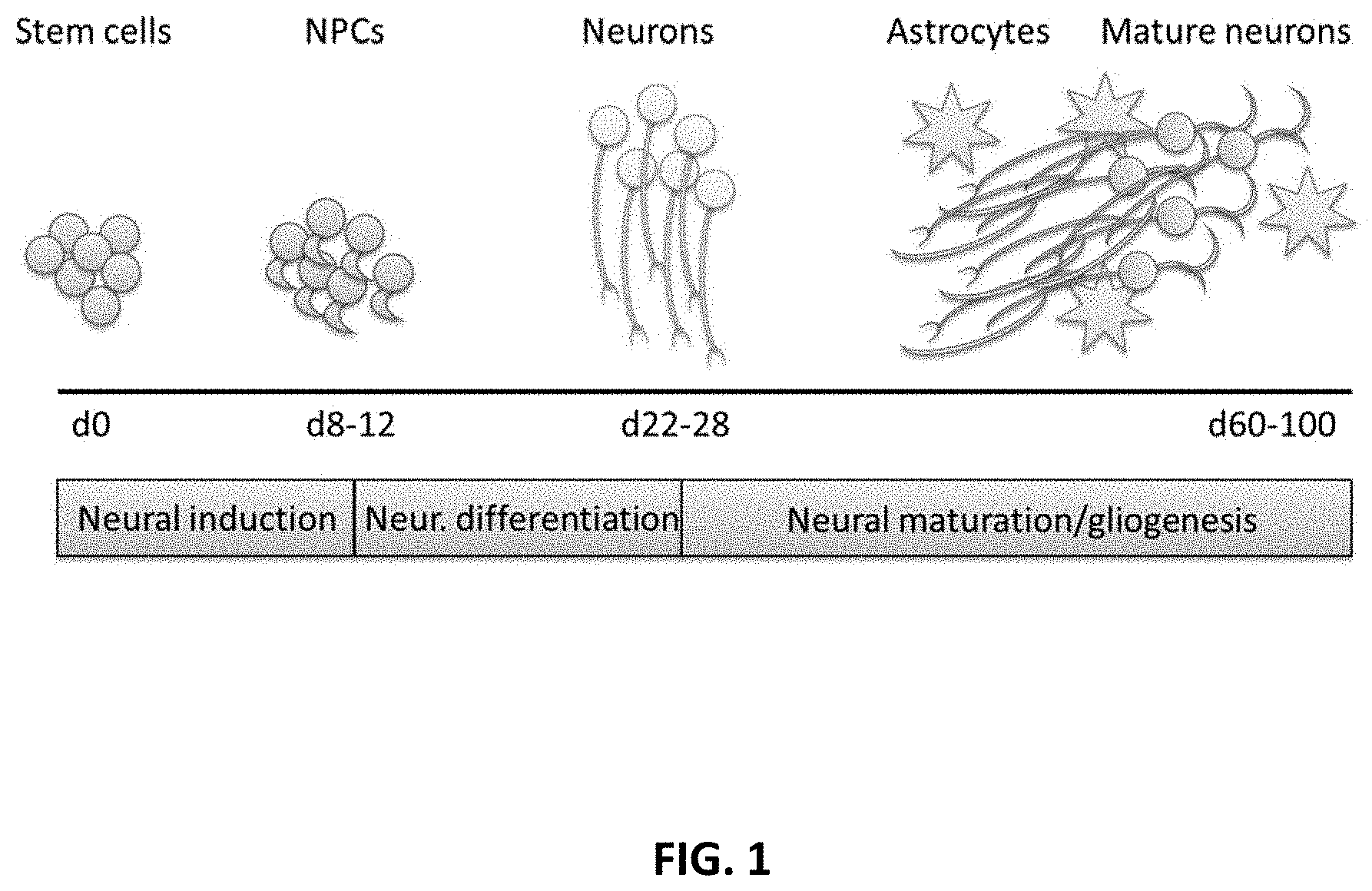 Patent US11781109 Figure 1 – Methods of producing bioengineered neuronal organoids (BENOs) and uses thereof