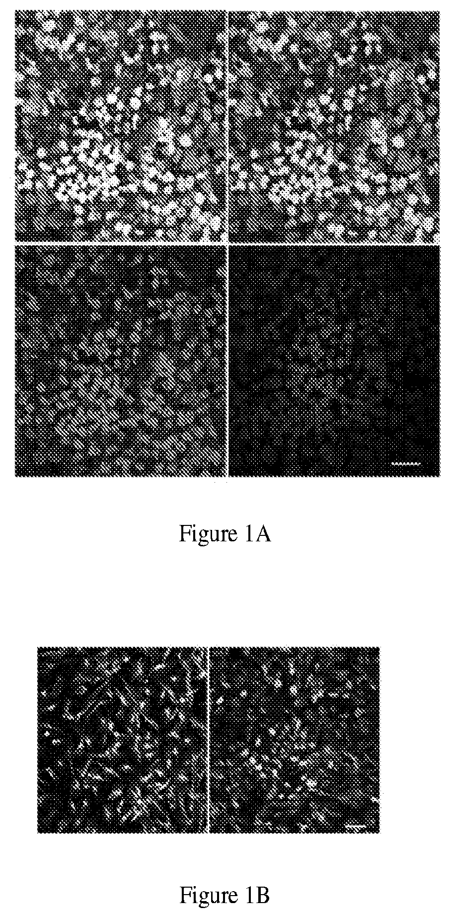 Patent US11781110 — Induction of corneal endothelial cells — Figure 1