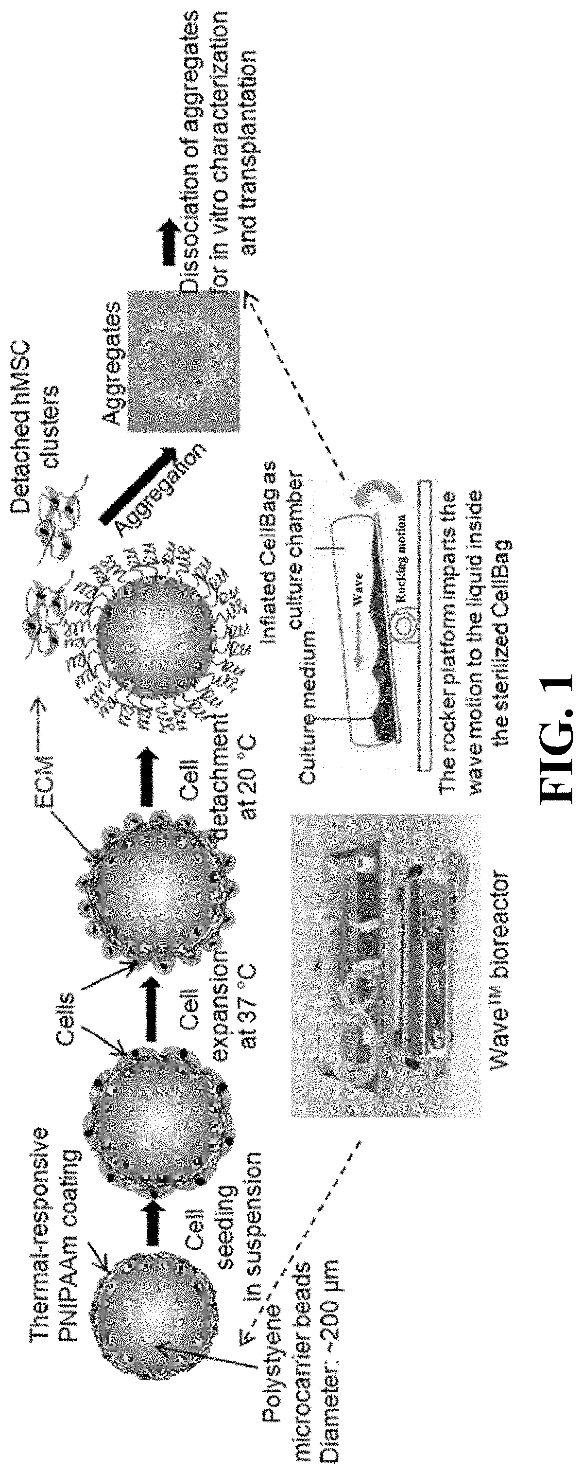 Patent US11781114 — Materials and methods for expansion of stem cells — Figure 1