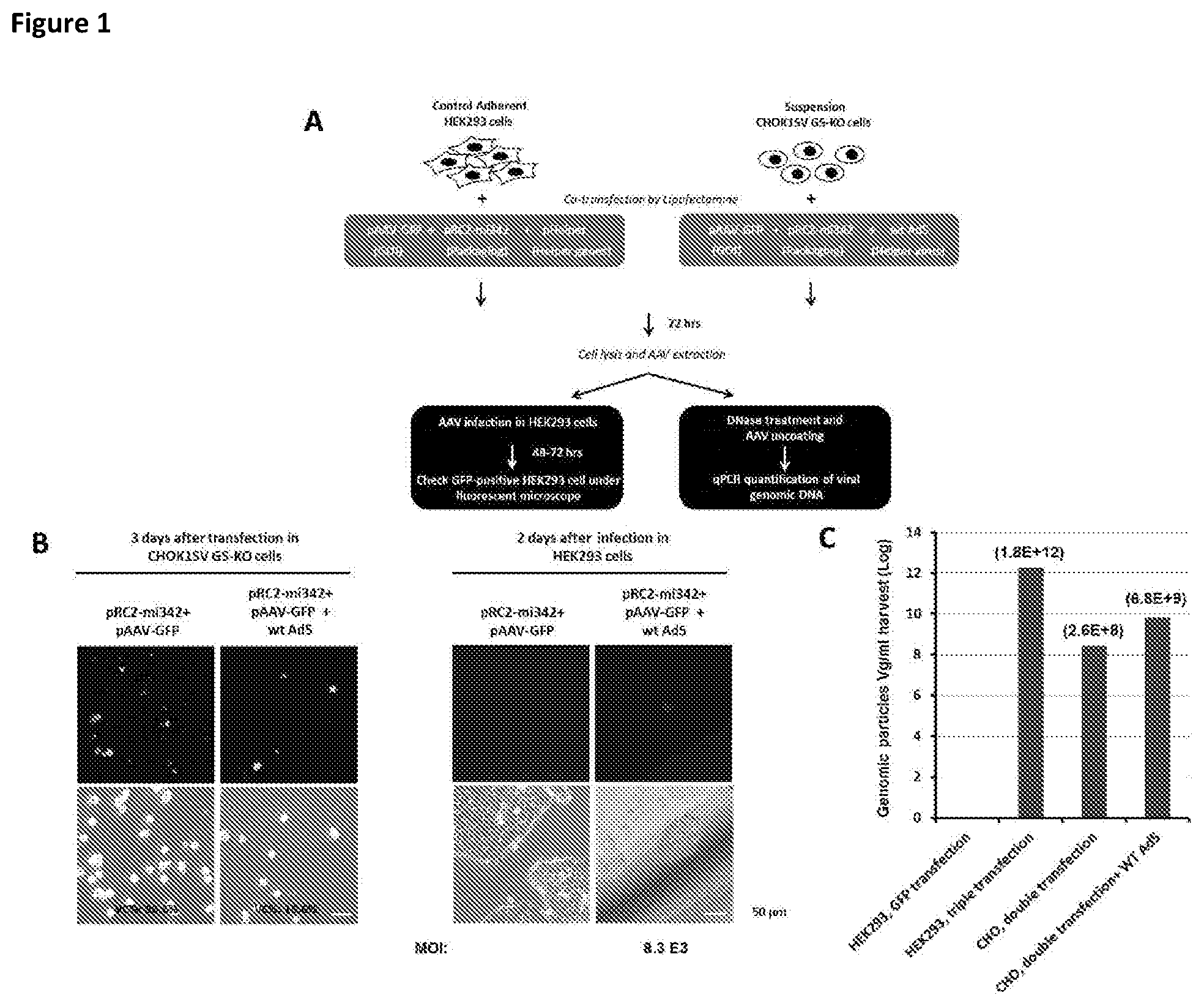 Patent US11781116 — Mammalian cells for producing adeno-associated viruses — Figure 1