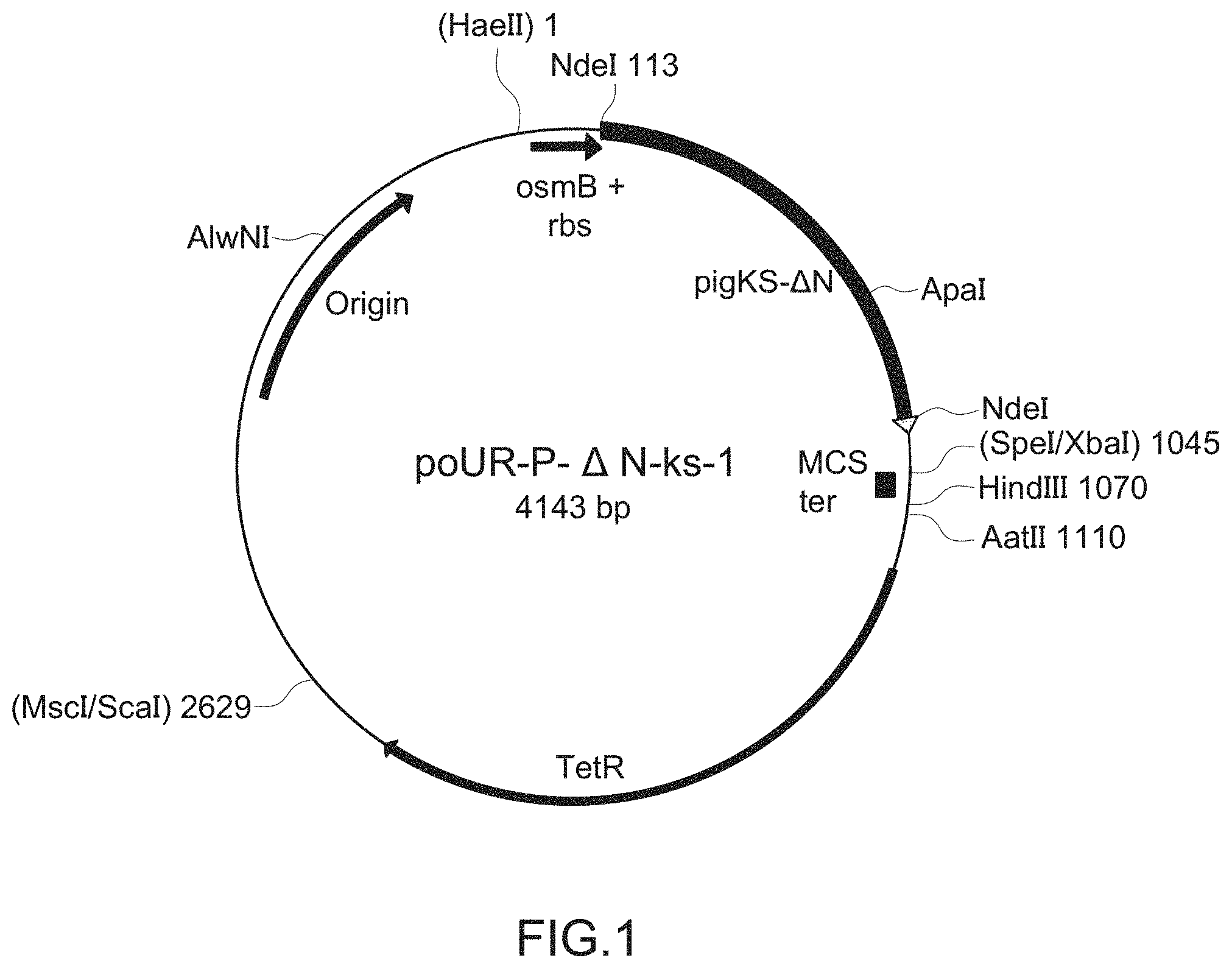 Patent US11781119 — Variant forms of urate oxidase and use thereof — Figure 1