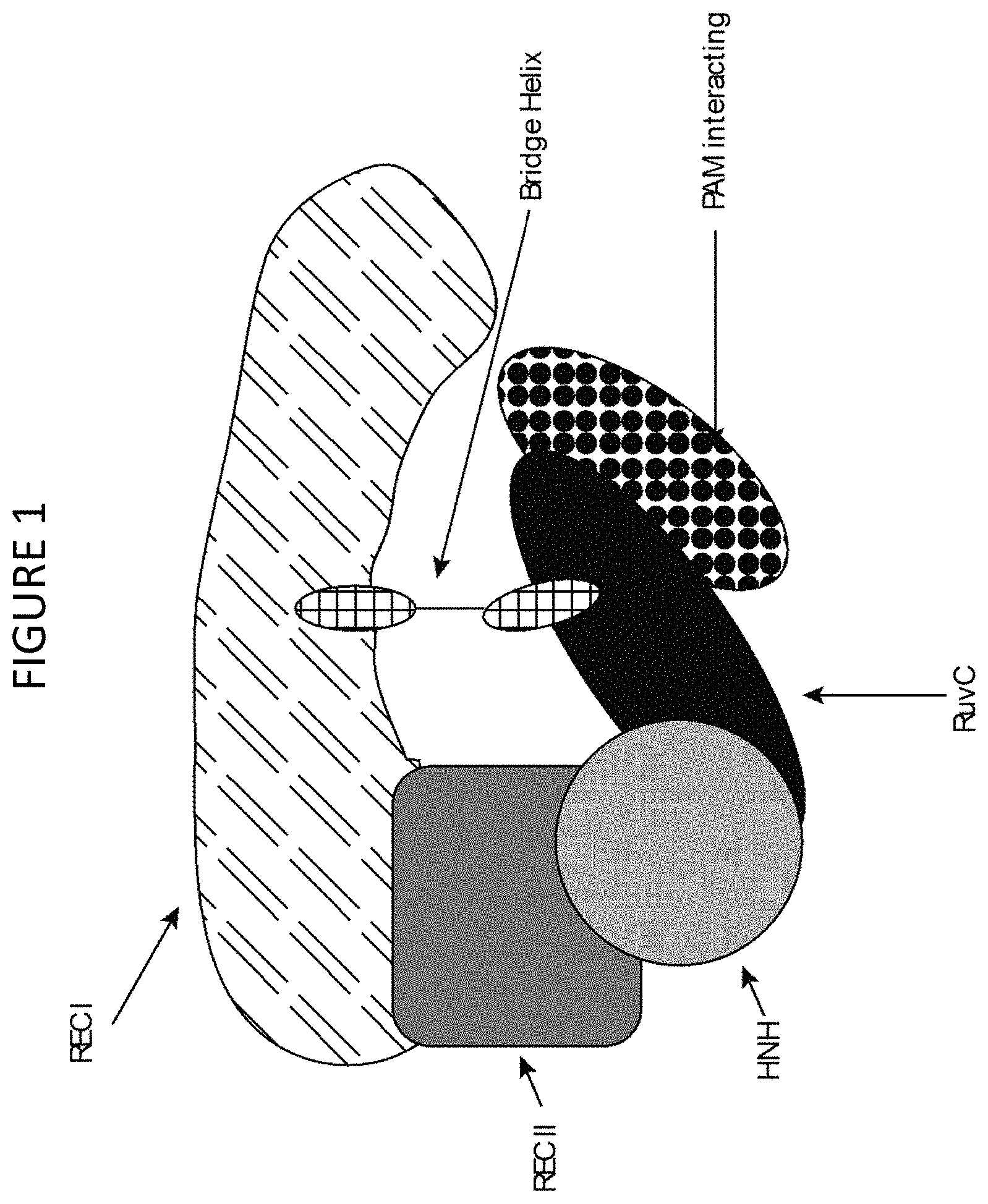 Patent US11781125 Figure 1 – Cas9 variants and methods of use