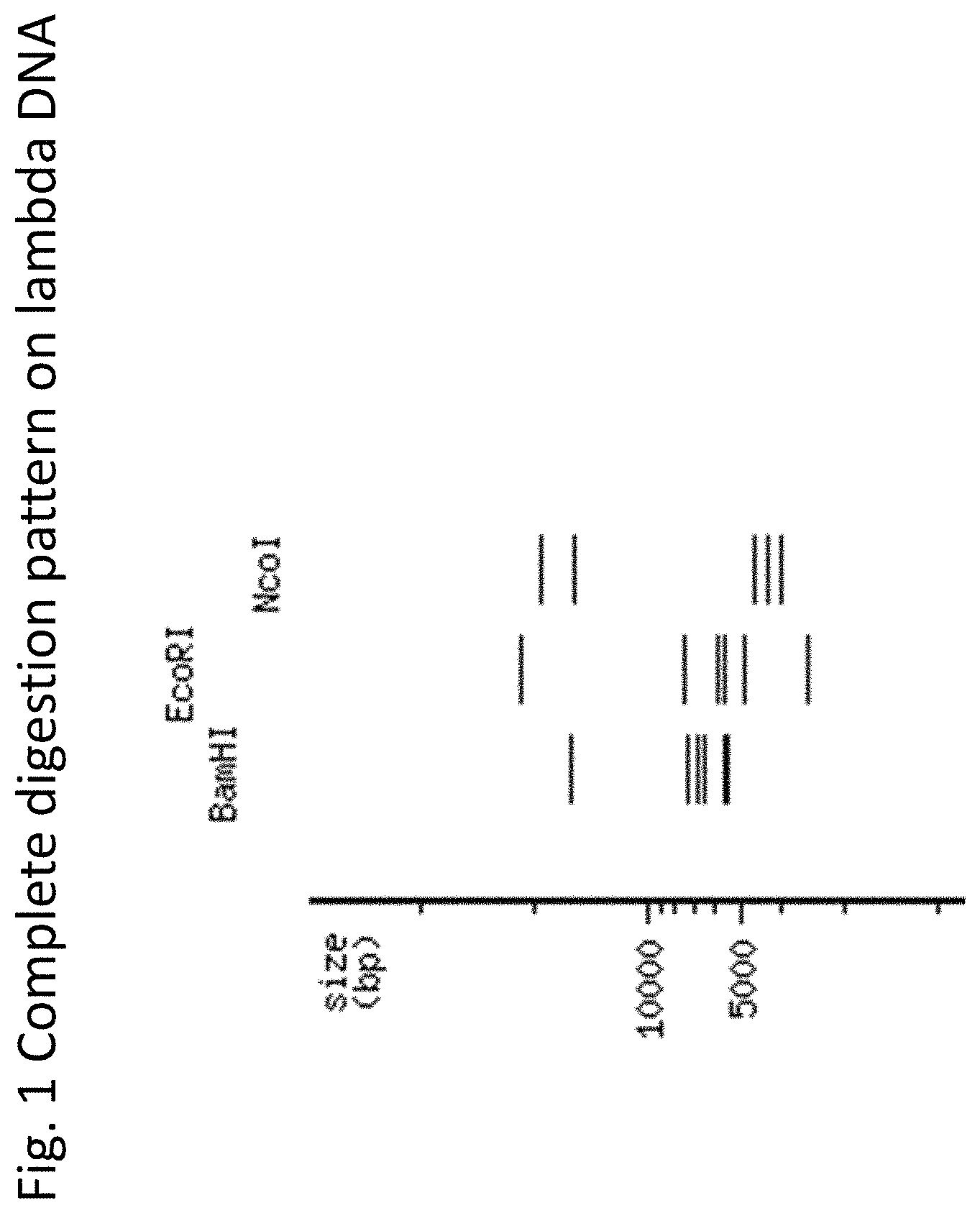 Patent US11781126 — Using proteases to control star activity of restriction enzymes — Figure 1
