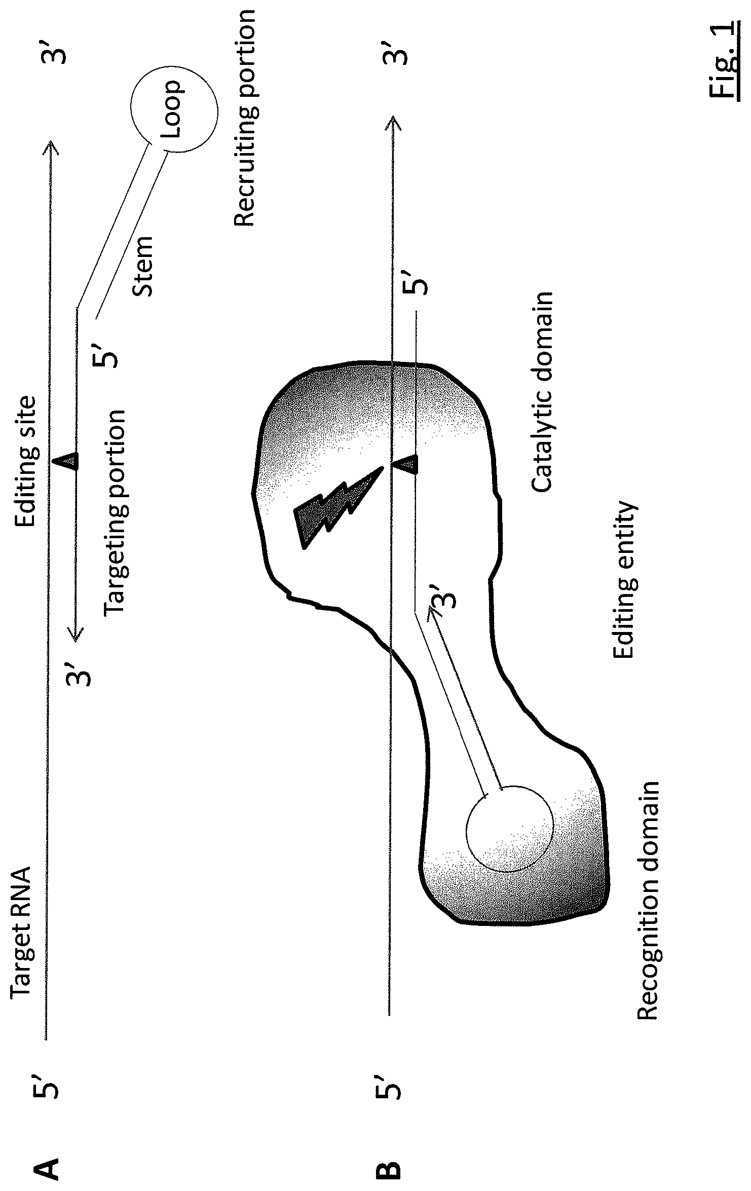 Patent US11781134 — Targeted RNA editing — Figure 1