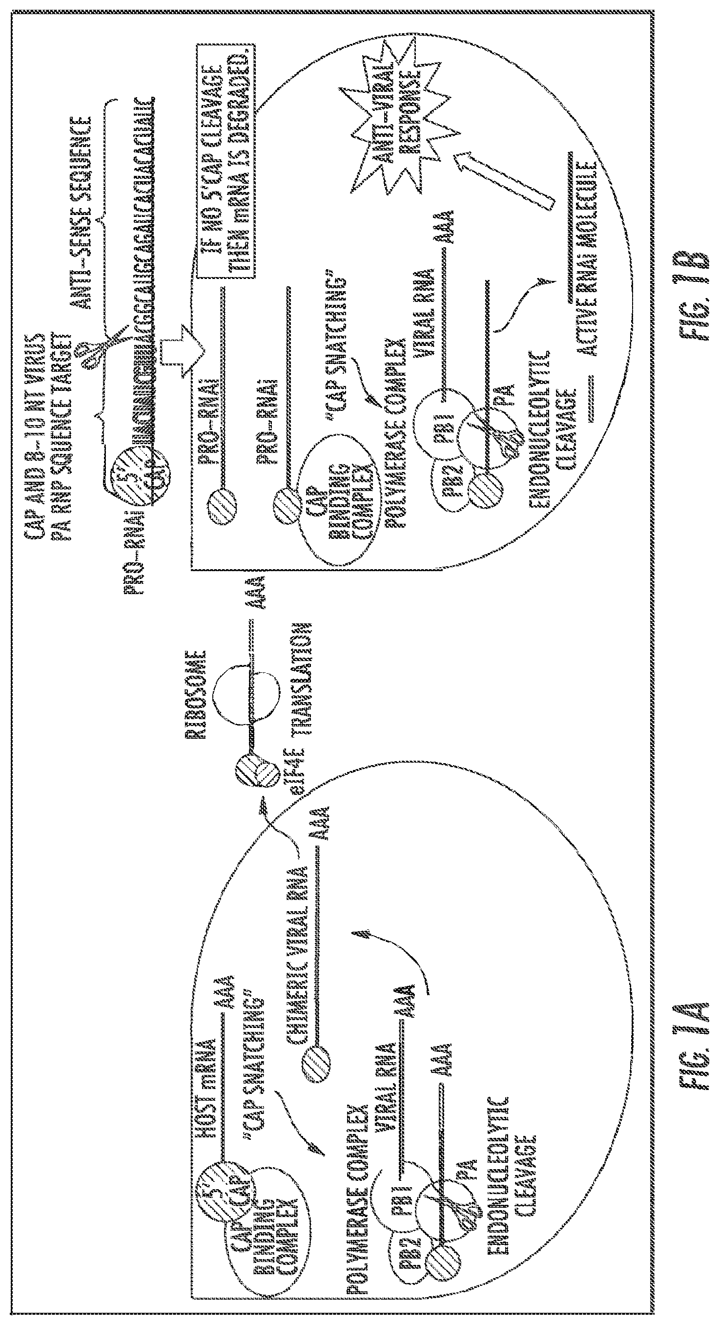 Patent US11781141 — Influenza-activated constructs and methods of use thereof — Figure 1