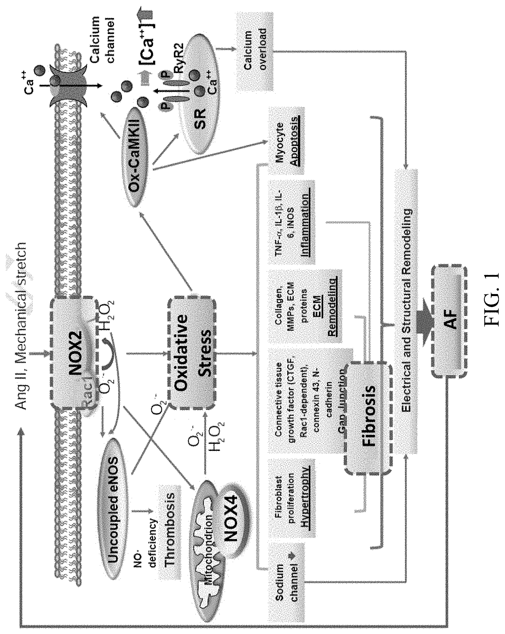 Patent US11781144 — Inhibition of oxidative stress in atrial fibrillation — Figure 1
