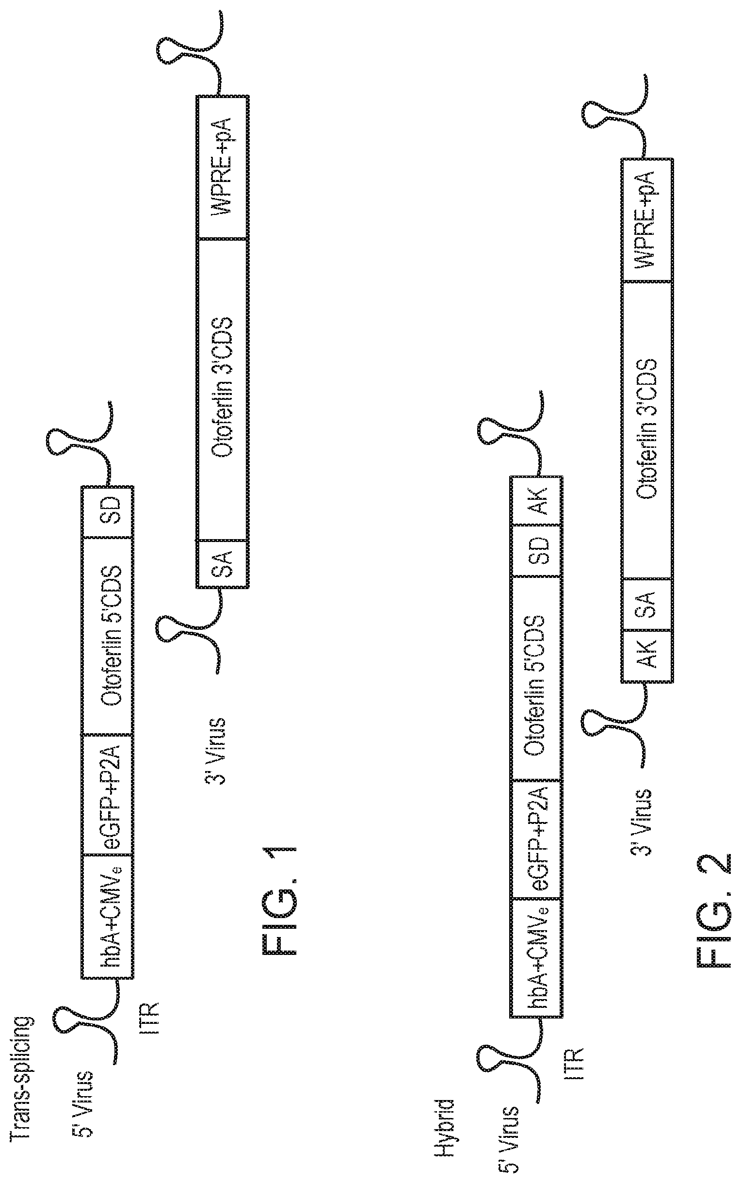 Patent US11781145 — Compositions and methods for treating non-age-associated hearing impairment in a human subject — Figure 1