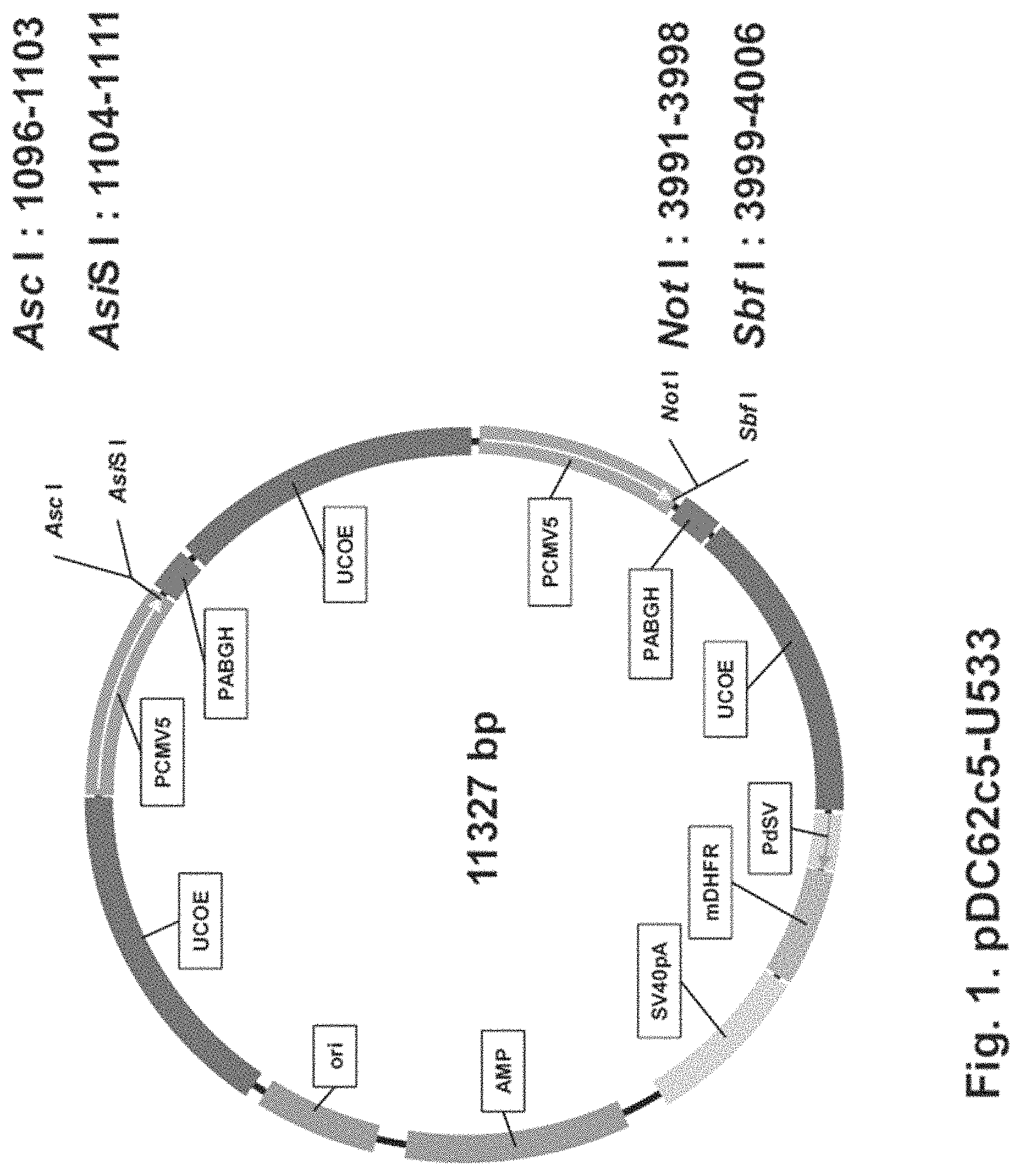 Patent US11781146 — Vector including a translation-impaired dihydrofolate reductase gene cassette and ubiquitously acting chromatin opening element — Figure 1