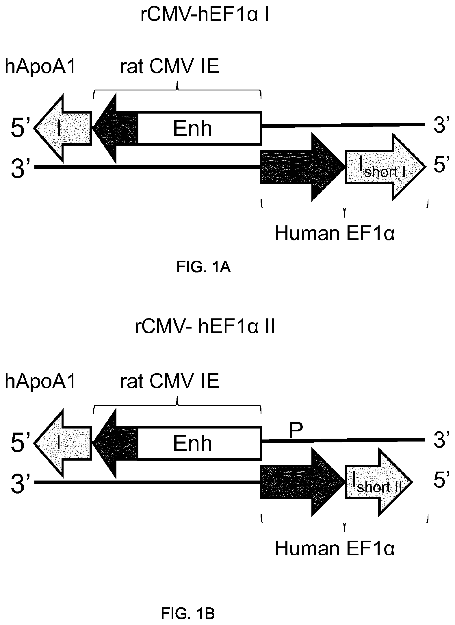 Patent US11781155 — Potent and balanced bidirectional promoter — Figure 1