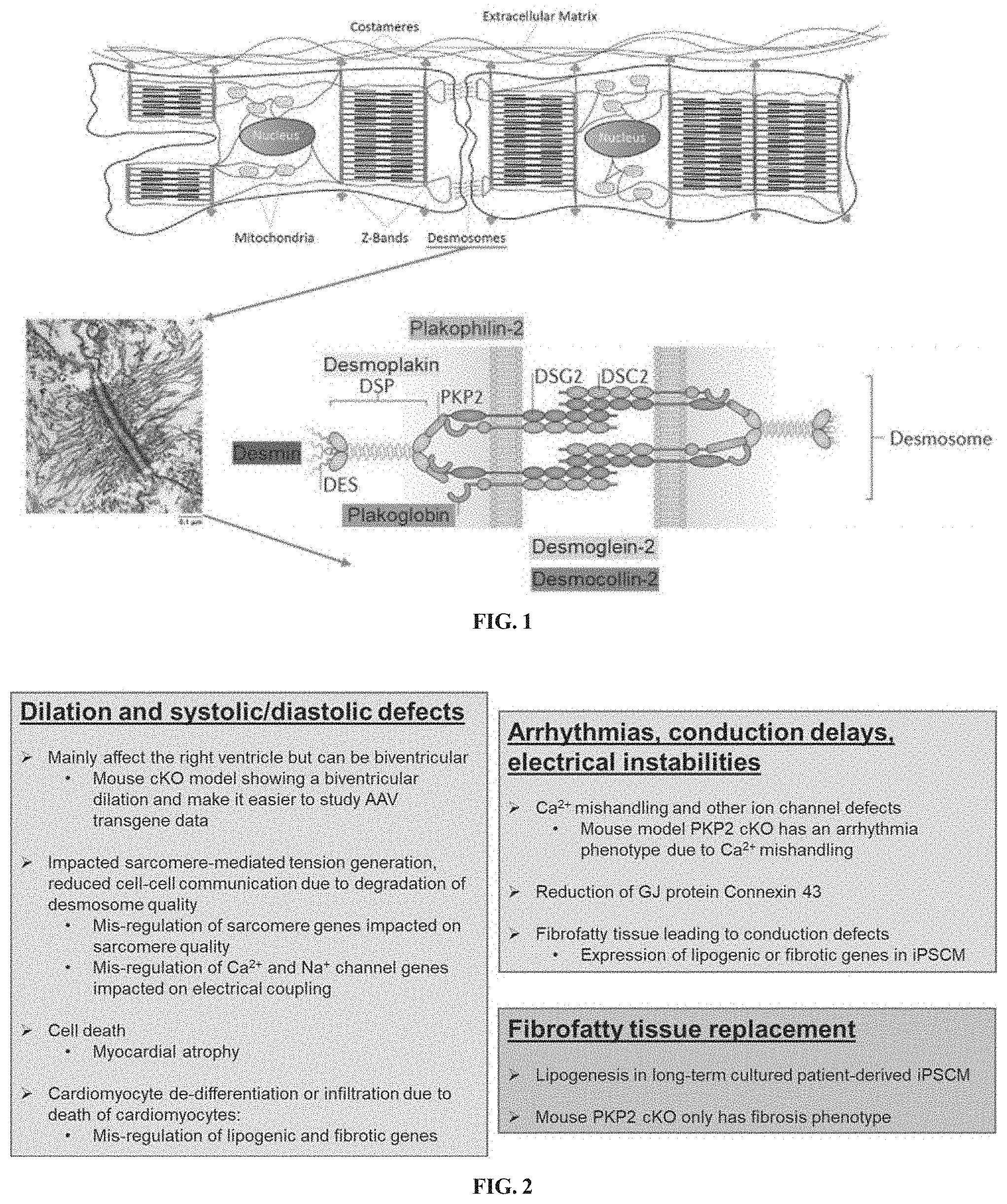 Patent US11781156 — Plakophillin-2 gene therapy methods and compositions — Figure 1