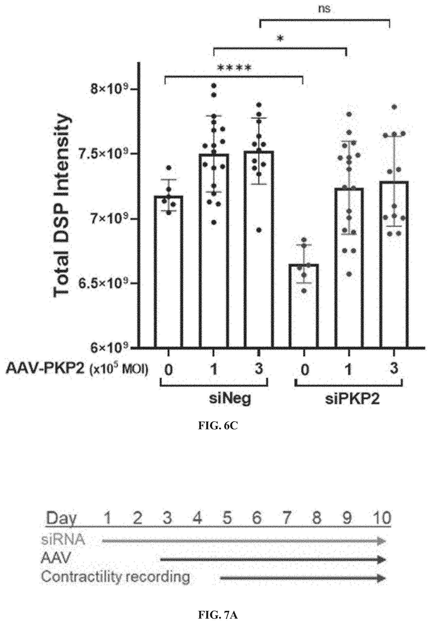 Patent US11781156 Figure 7 – Plakophillin-2 gene therapy methods and compositions