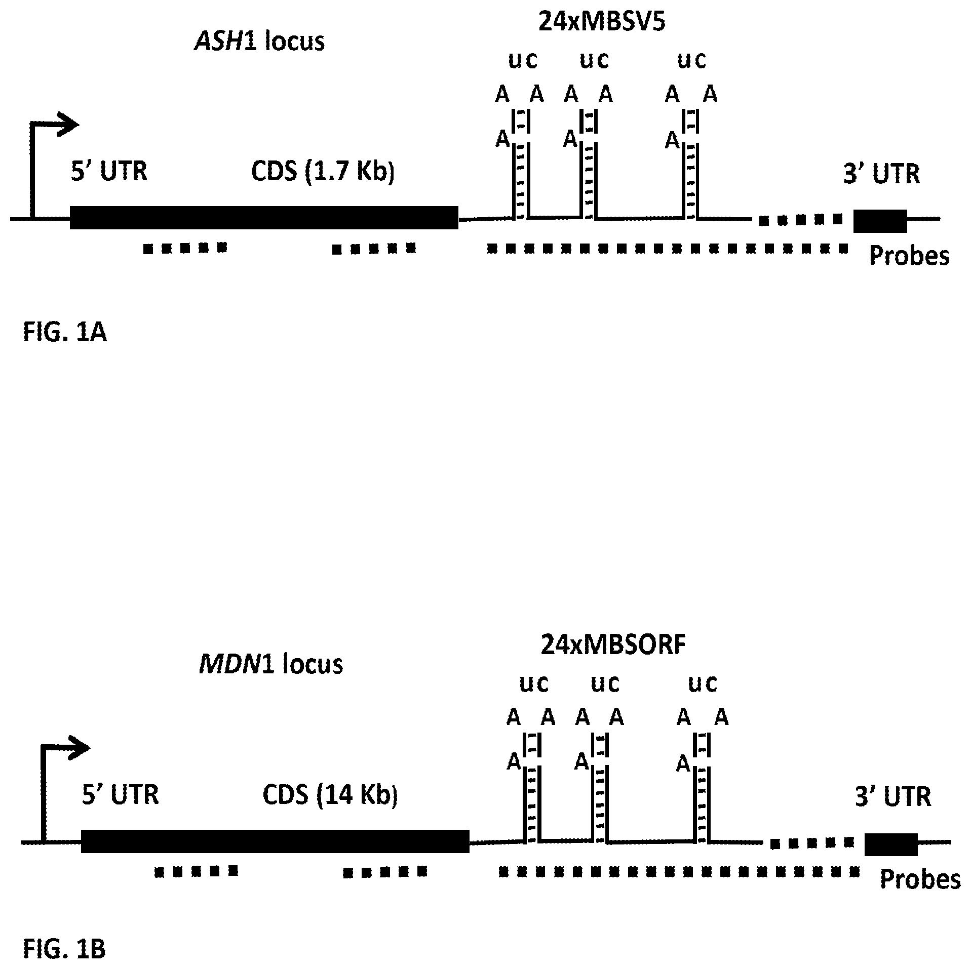 Patent US11781173 — RNA tagging system for visualization of single mRNA molecules — Figure 1