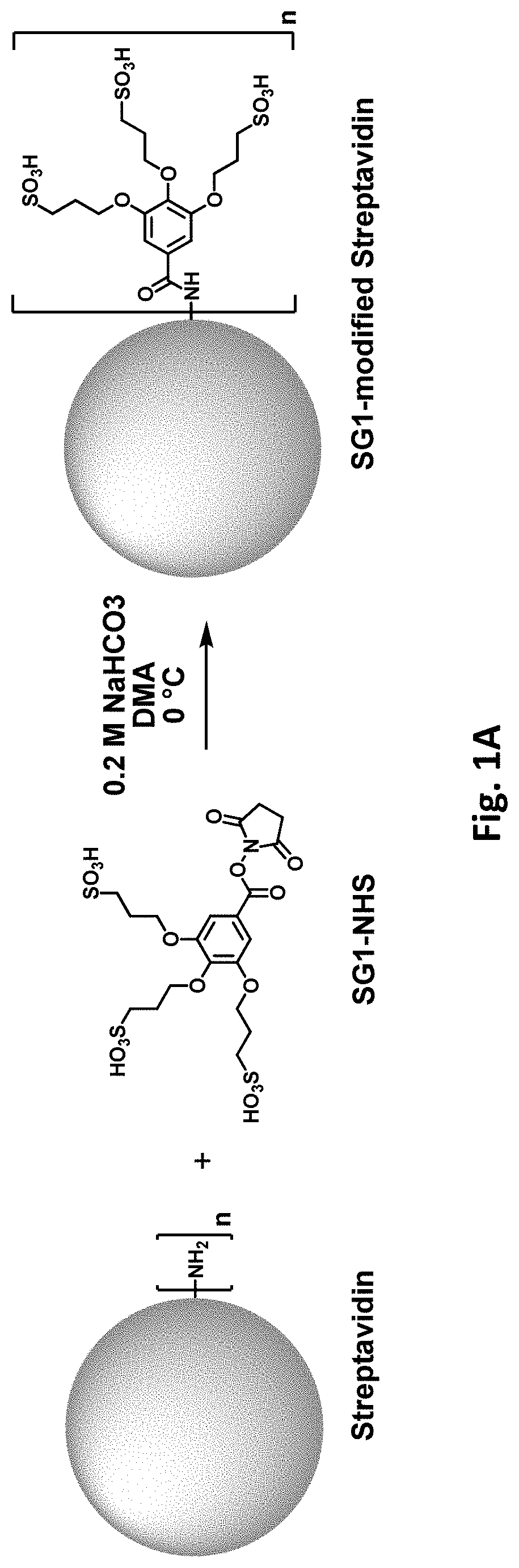 Patent US11781177 — Modified biotin-binding proteins for immobilization — Figure 1
