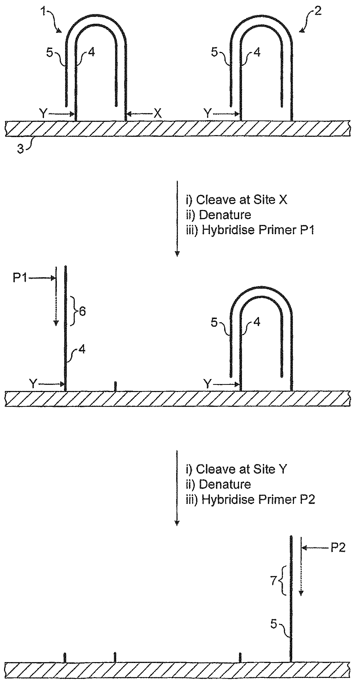 Patent US11781184 Figure 1 – Method for sequencing a polynucleotide template