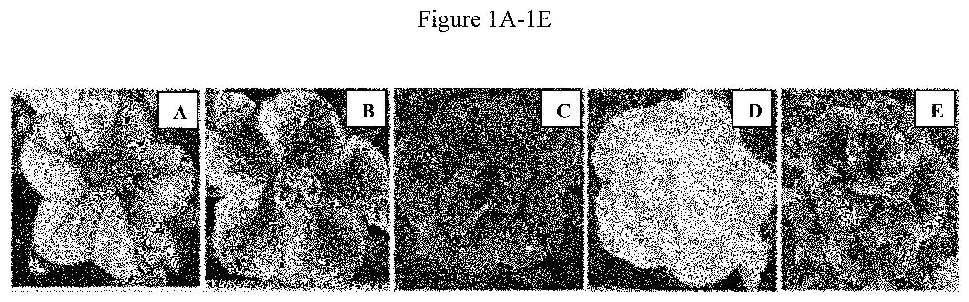 Patent US11781192 Figure 1 – Double-flowering dwarf Calibrachoa