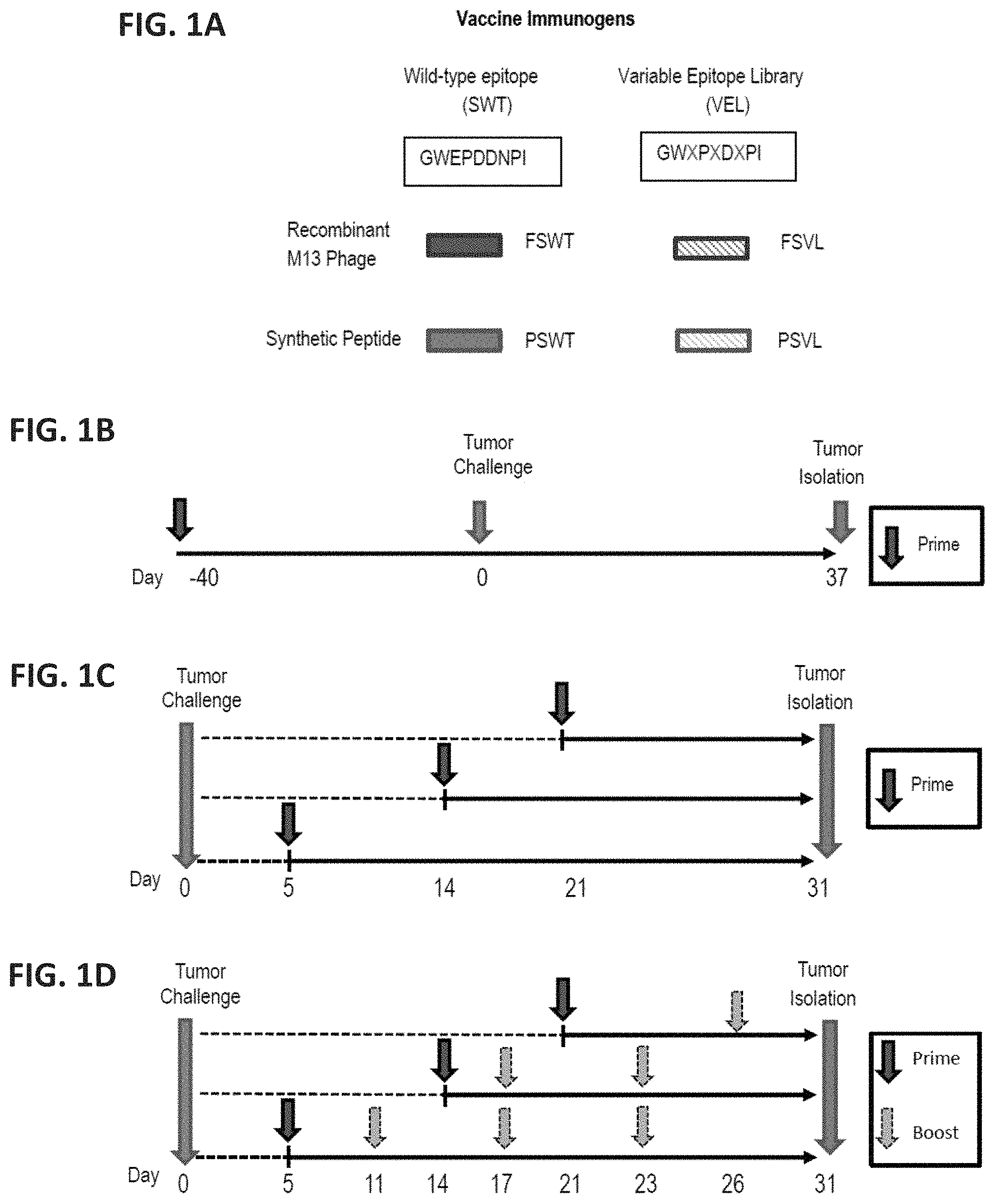Patent US11781247 — Variable epitope library compositions and methods of therapeutic and prophylactic use — Figure 1