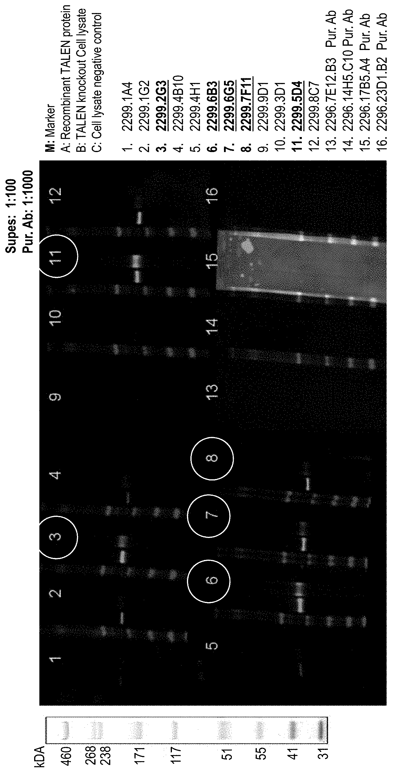 Patent US11781248 — Anti-TALEN antibodies and uses thereof — Figure 1