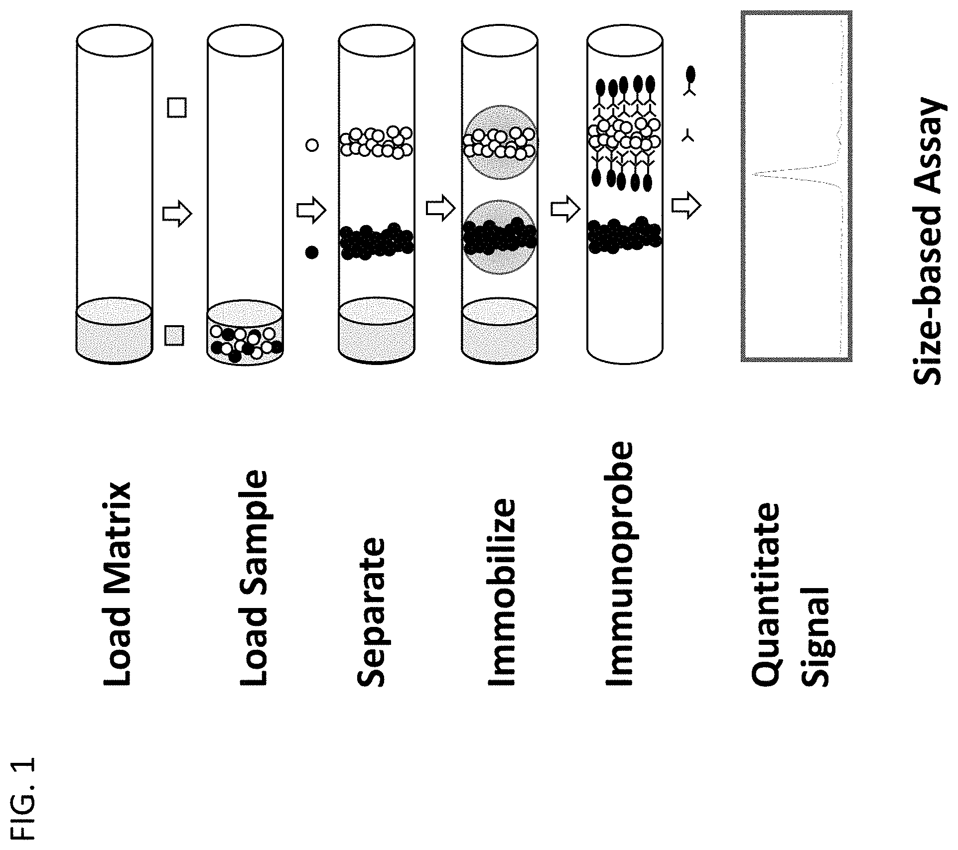 Patent US11782023 Figure 1 – Ce-western applications for antibody development