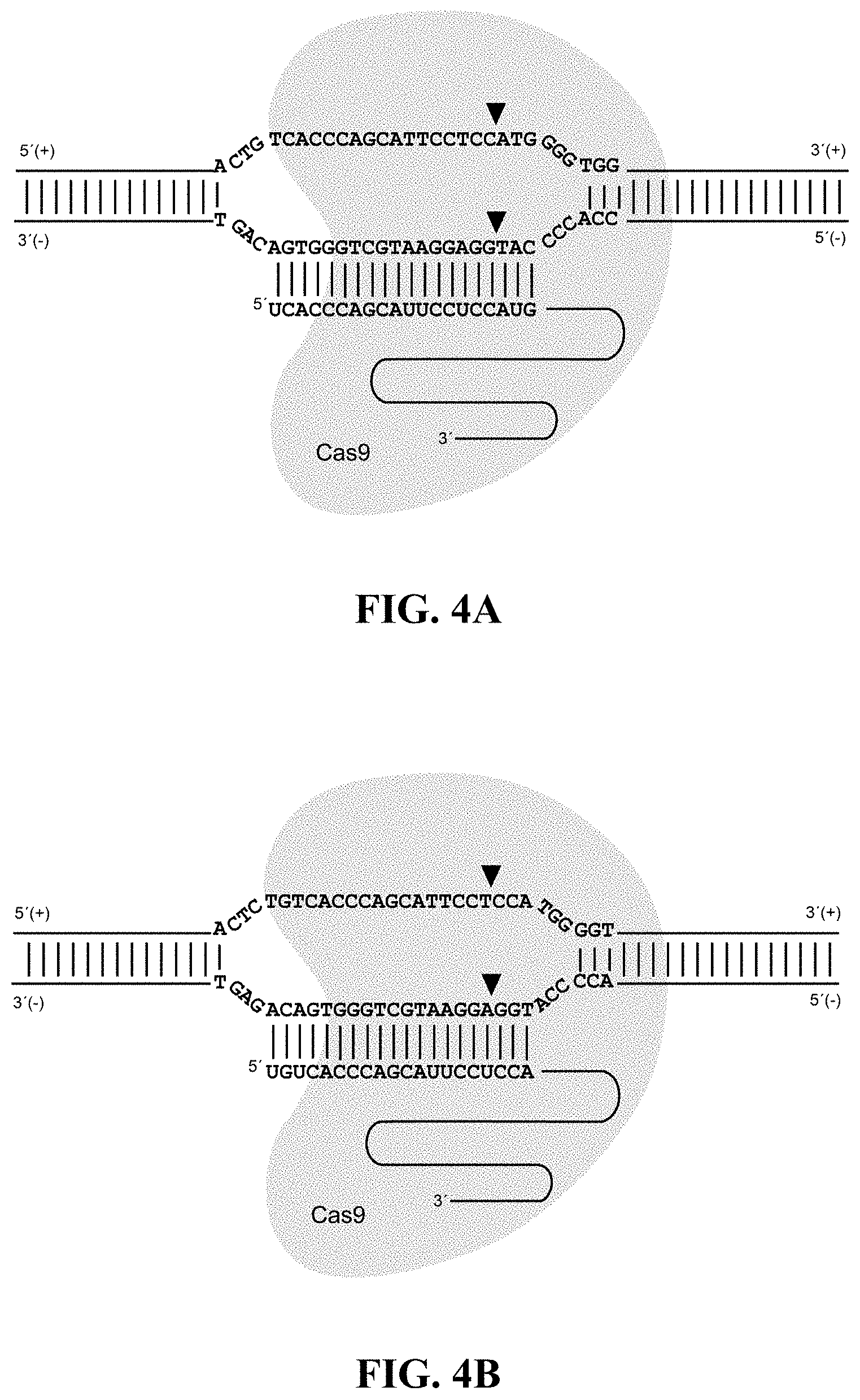 Patent US11782050 Figure 4 – Cell-based assay for quantifying the potency and efficacy of cannabinoids and/or terpenoids, and methods of use thereof