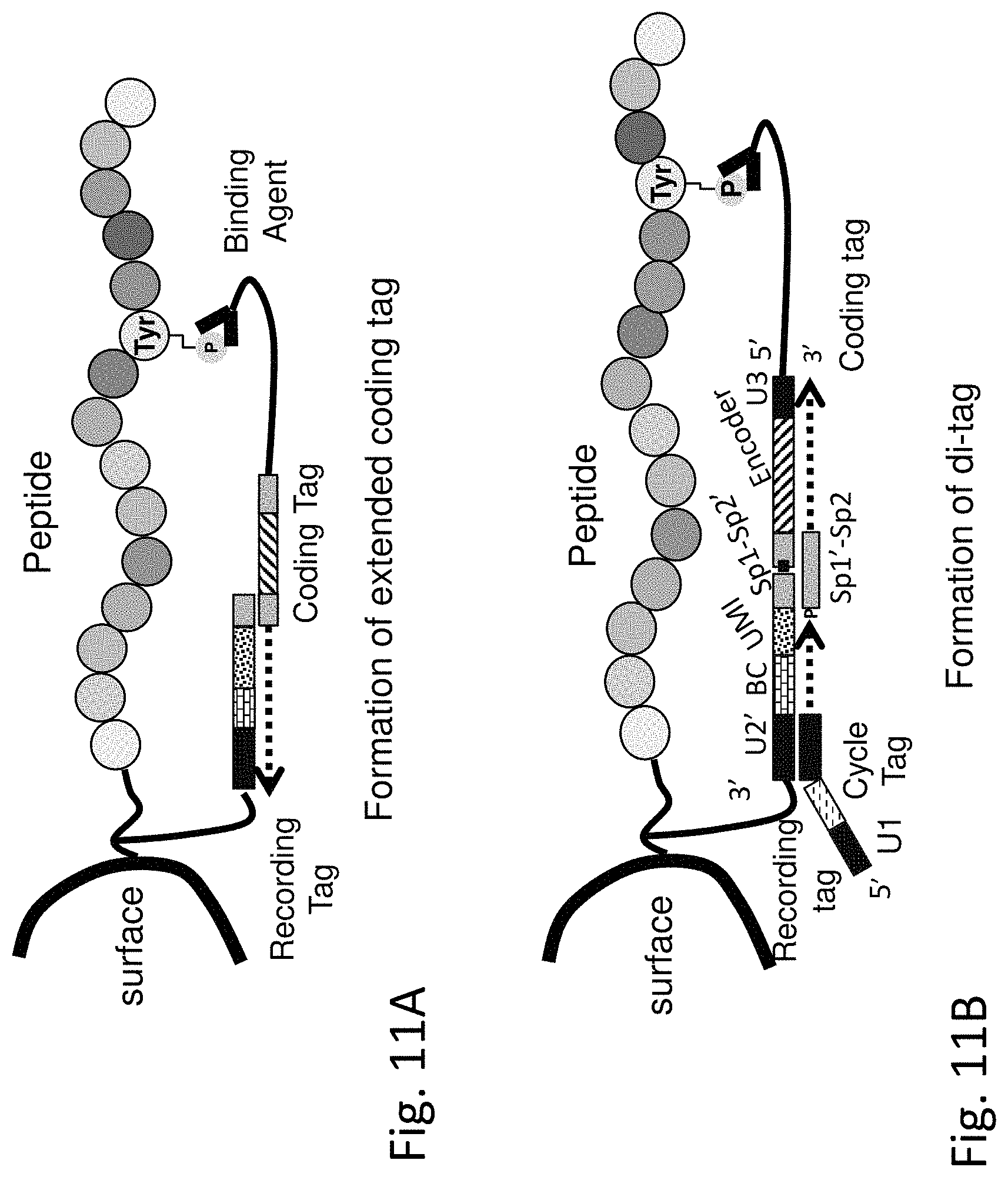 Patent US11782062 Figure 16 – Kits for analysis using nucleic acid encoding and/or label