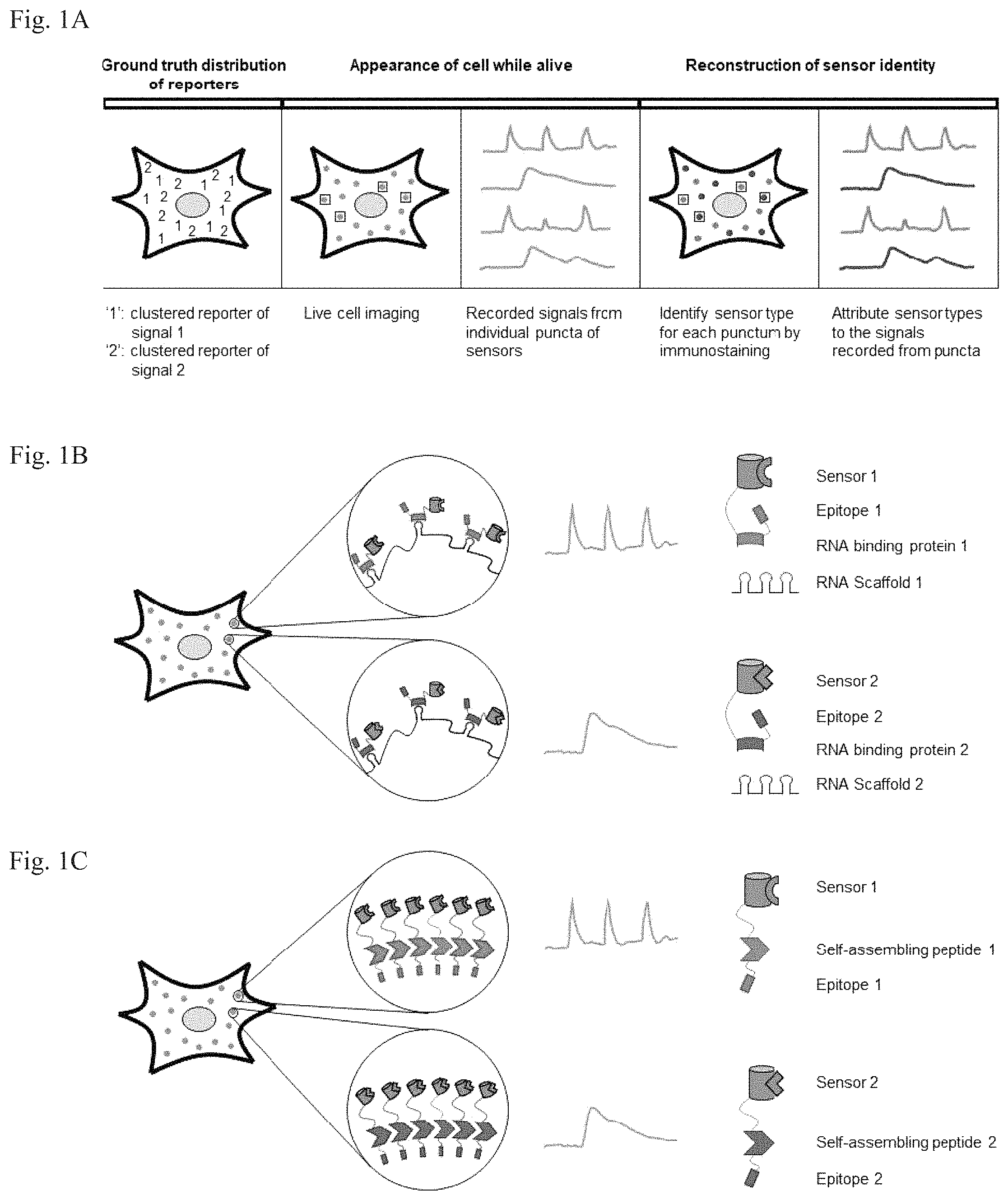 Patent US11782064 — Methods for simultaneous measurement of multiple biological signals from spectrally identical fluorescent reporters — Figure 1