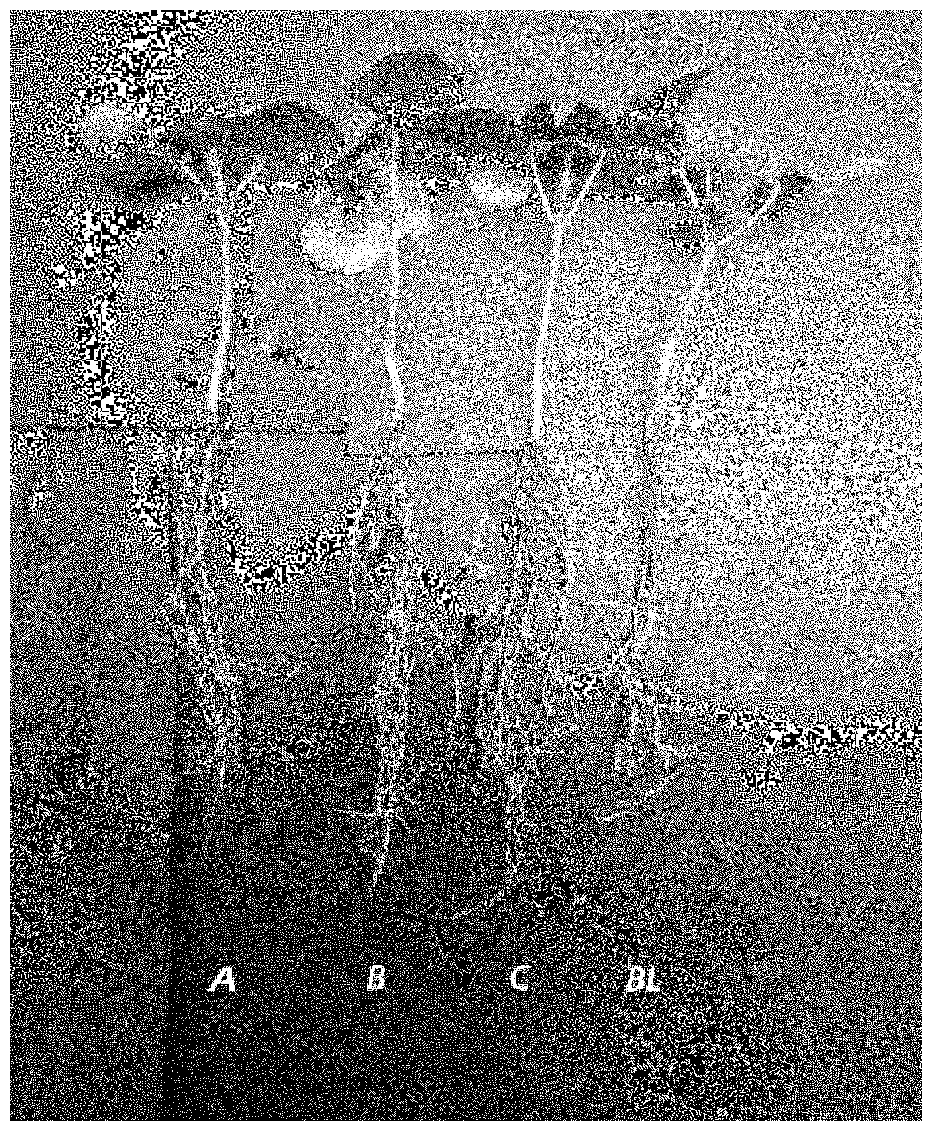 Patent US11787749 — Fertilizer and plant growth promoter to increase plant yield and method of increasing plant yield — Figure 1
