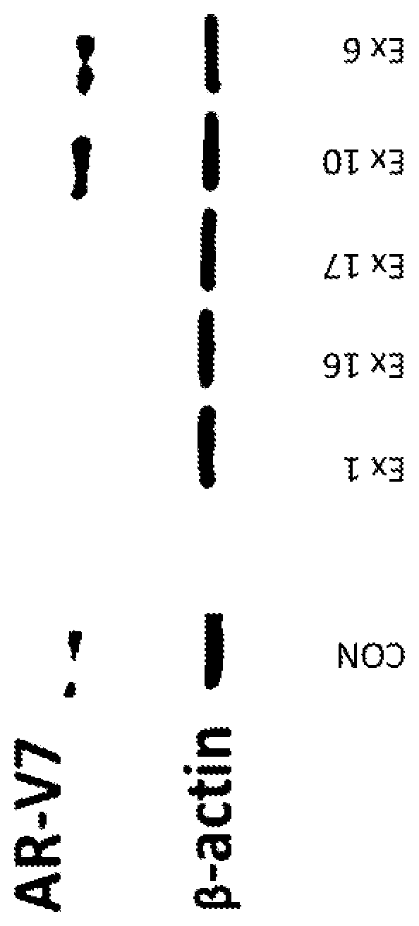Patent US11787778 — Bi-functional compounds and methods for targeted ubiquitination of androgen receptor — Figure 1