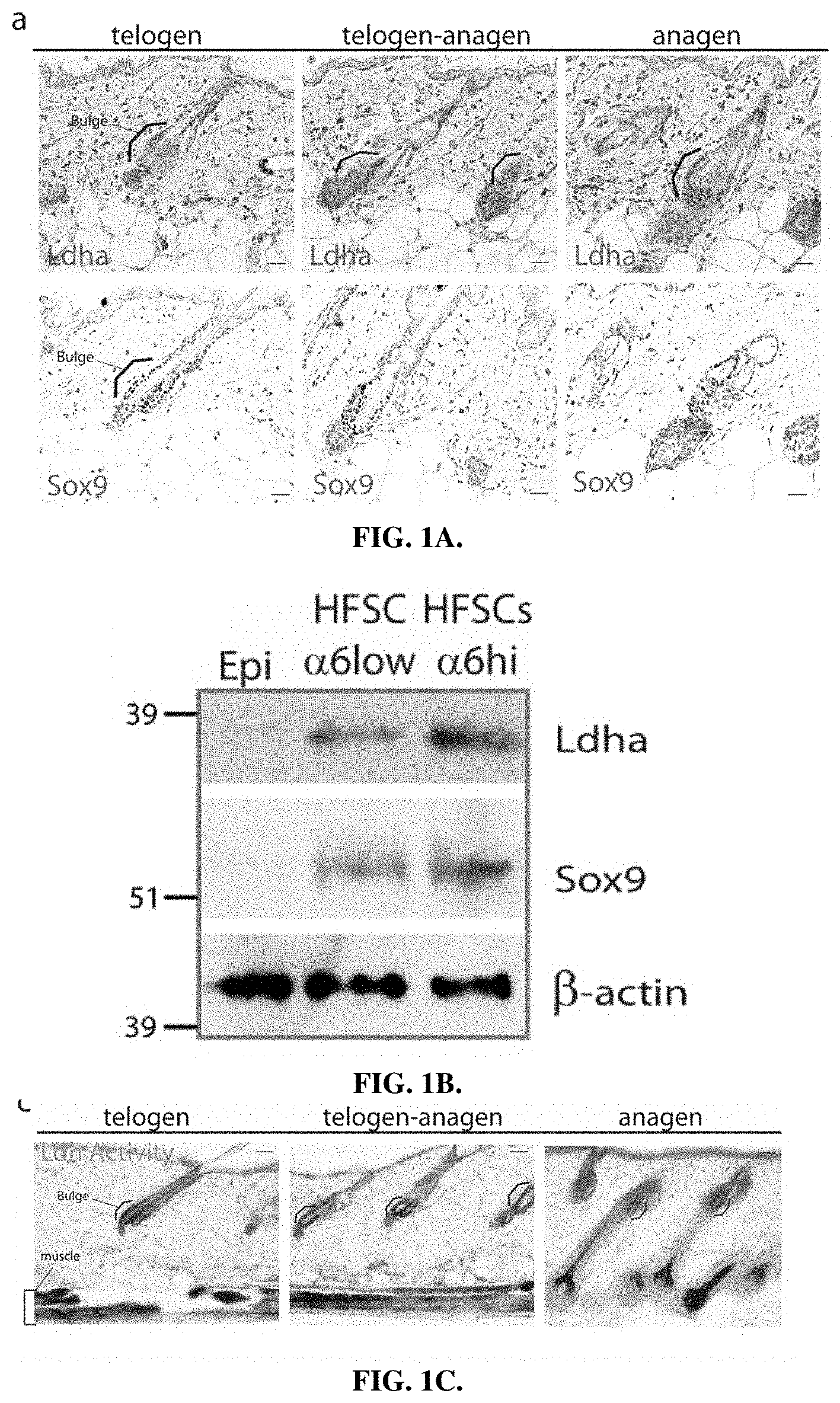 Patent US11787804 — Compositions and methods for modulating hair growth — Figure 1