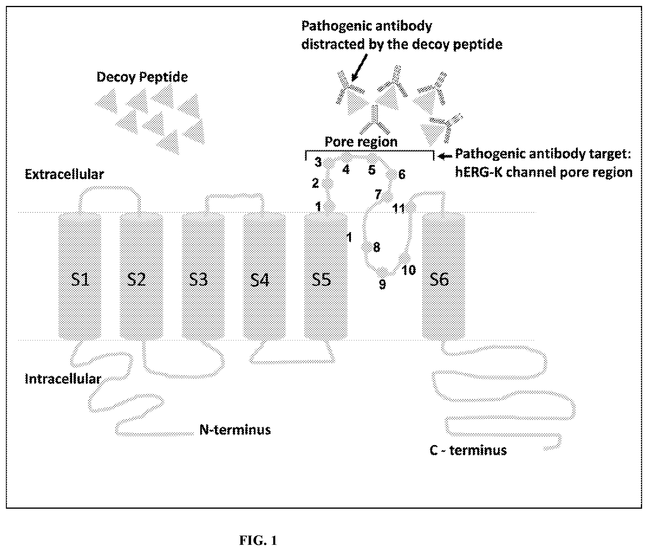 Patent US11787840 — Compositions and methods for treating and preventing autoimmune induced cardiac long QT syndrome — Figure 1