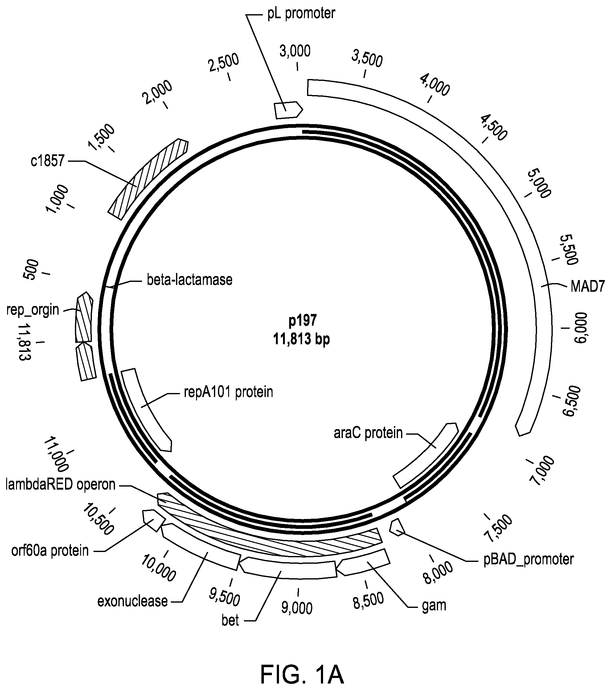 Patent US11787841 — Rationally-designed mutations to the thrA gene for enhanced lysine production in E. coli — Figure 1