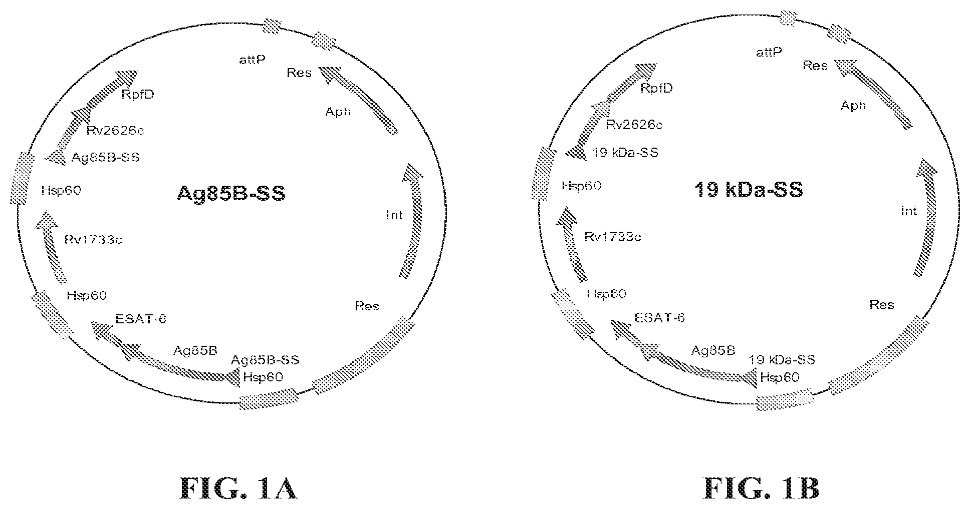 Patent US11787842 Figure 1 – Tuberculosis compositions and methods of using the same
