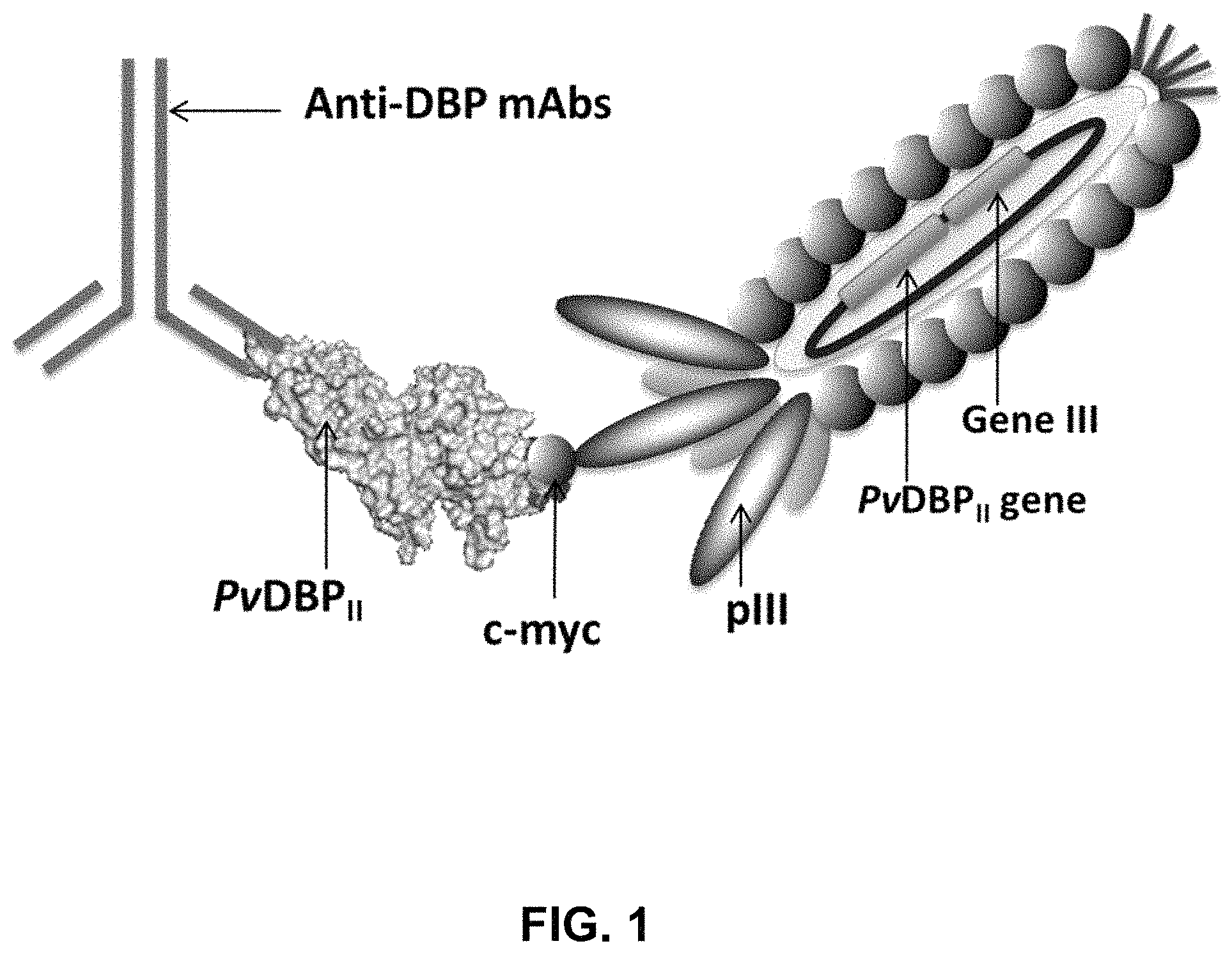 Patent US11787845 — Synthetic plasmodium antigens, compositions, and uses thereof — Figure 1