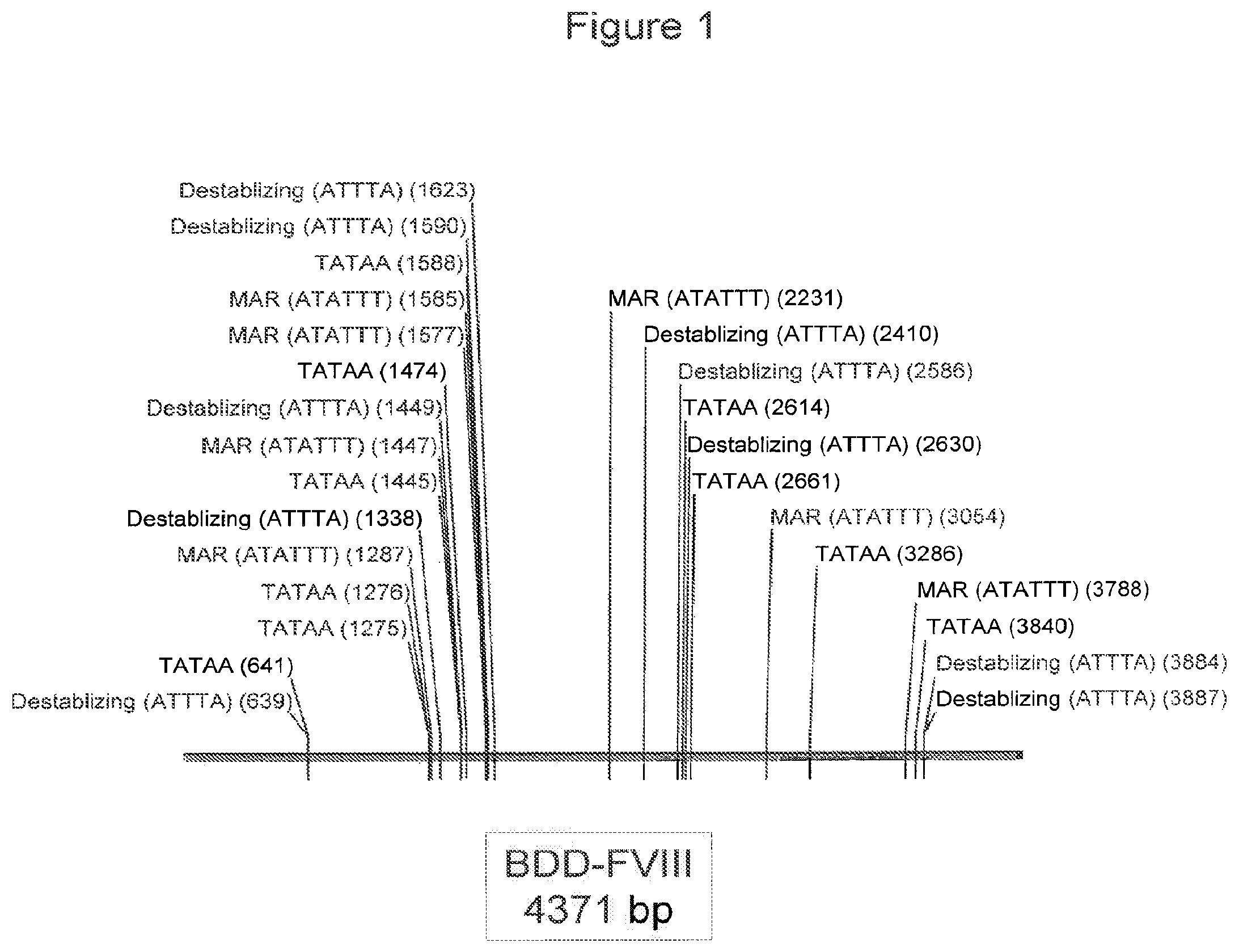 Patent US11787851 — Optimized factor VIII gene — Figure 1