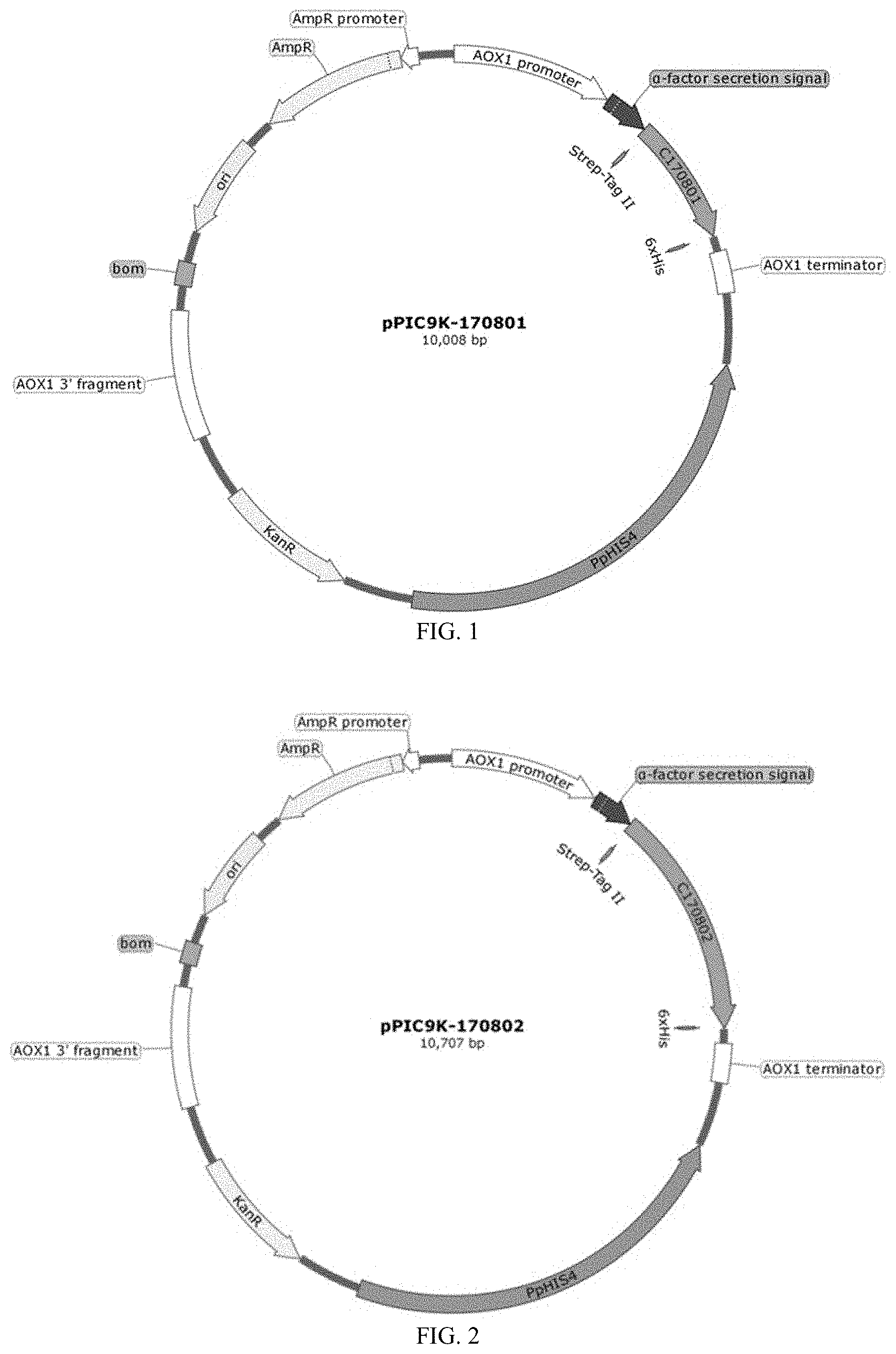 Patent US11787852 — Recombinant human type XVII collagen, and preparation method and use thereof — Figure 1