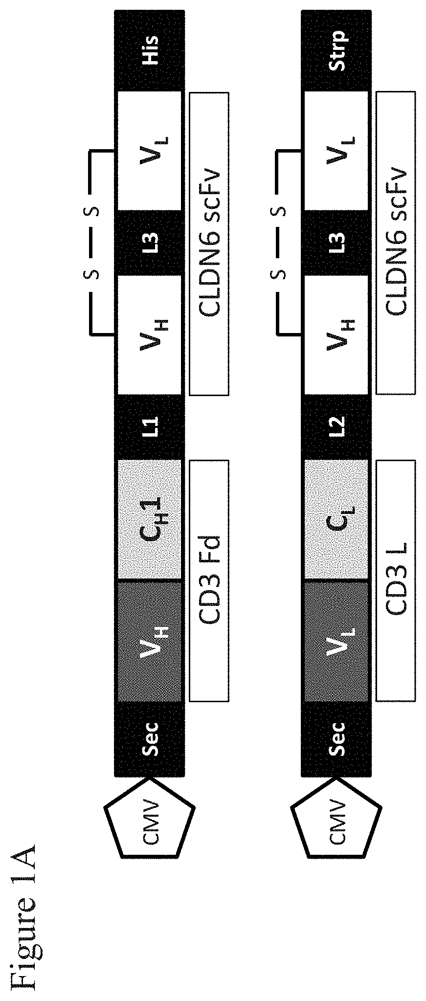 Patent US11787862 — Bispecific trivalent antibodies binding to Claudin6 or Claudin18.2 and CD3 for treatment of Claudin expressing cancer diseases — Figure 1