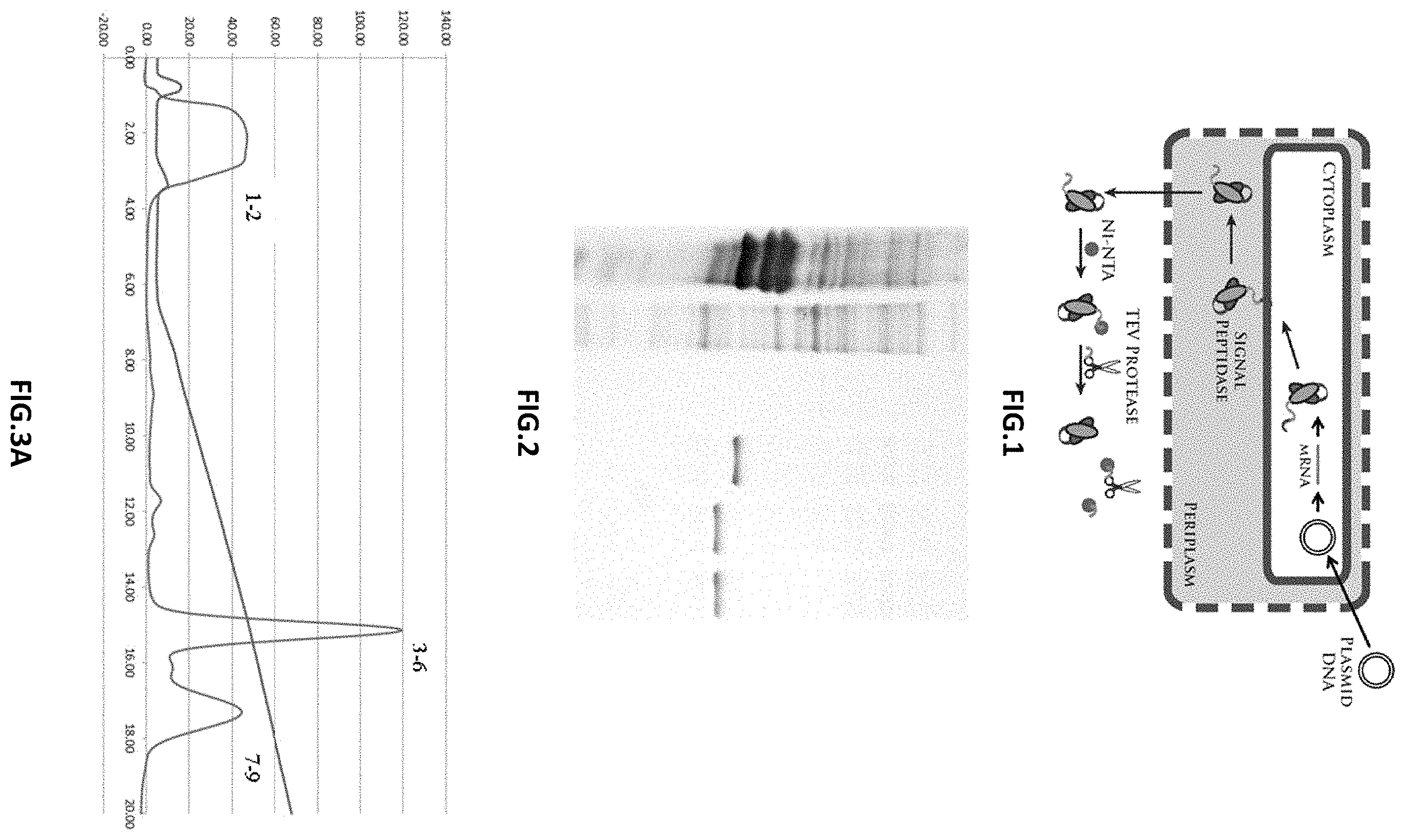 Patent US11787872 — Methods and compositions related to antibody fragments that bind to tumor-associated glycoprotein 72 (TAG-72) — Figure 1