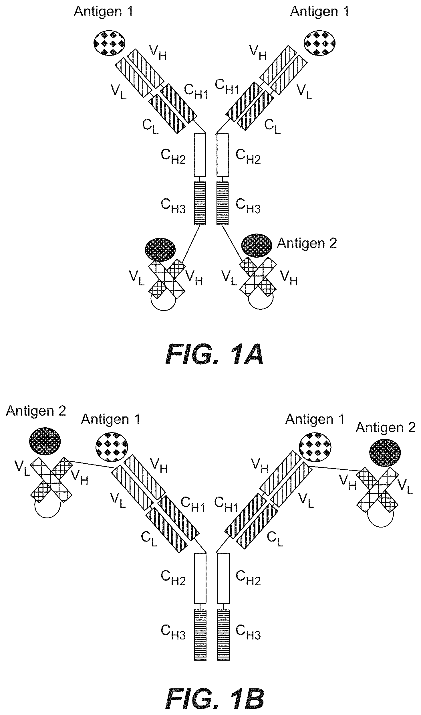 Patent US11787873 — Bispecific HER2 antibodies and methods of use — Figure 1