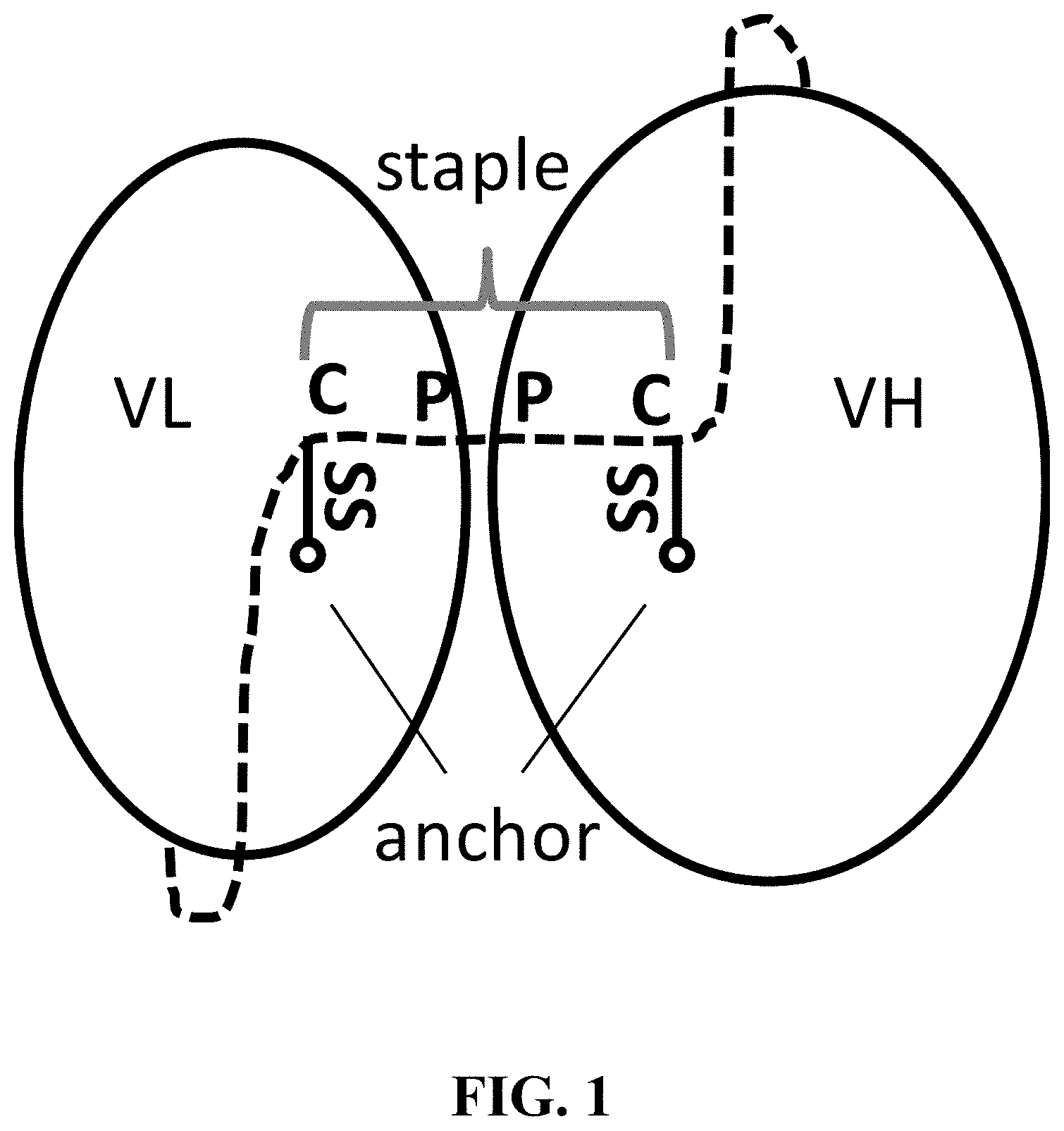 Patent US11787875 — Materials and methods for improved single chain variable fragments — Figure 1