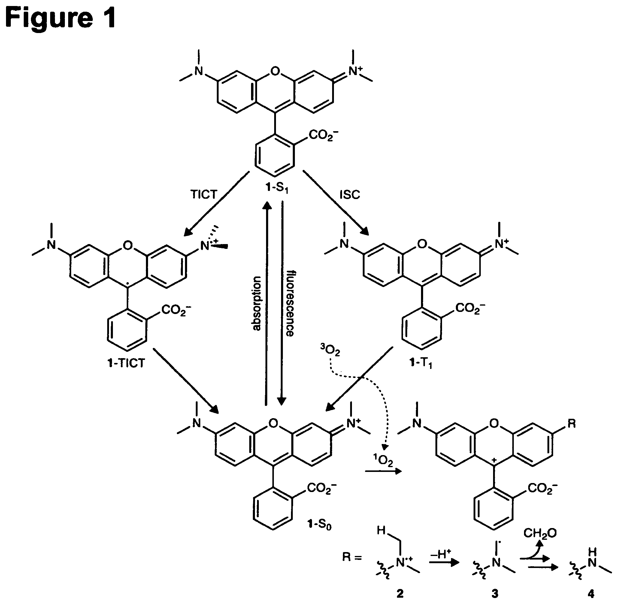 Patent US11787946 Figure 1 – Deuterated fluorophores