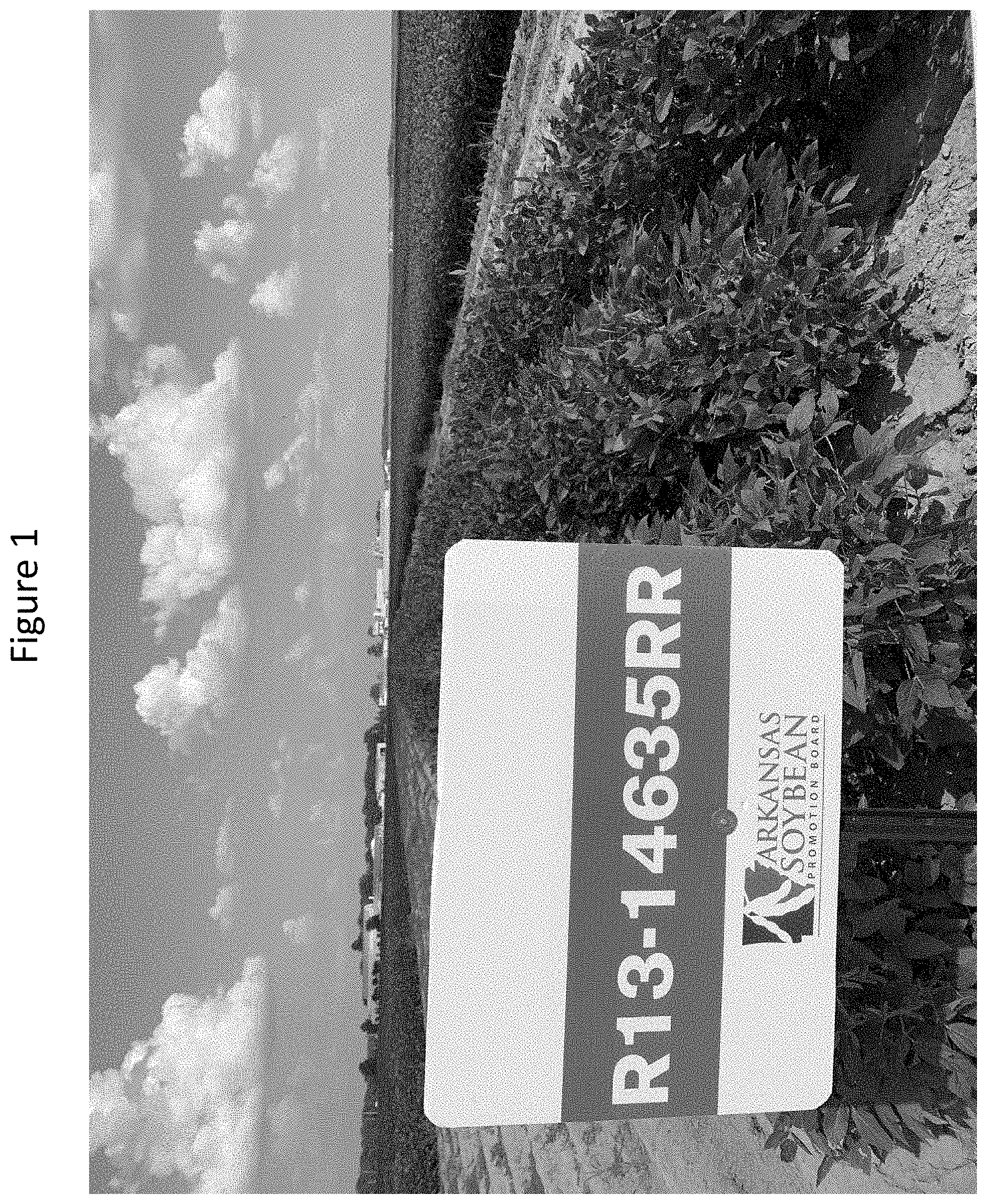 Patent US11793149 — Soybean cultivar ‘UA54i19GT’ — Figure 1