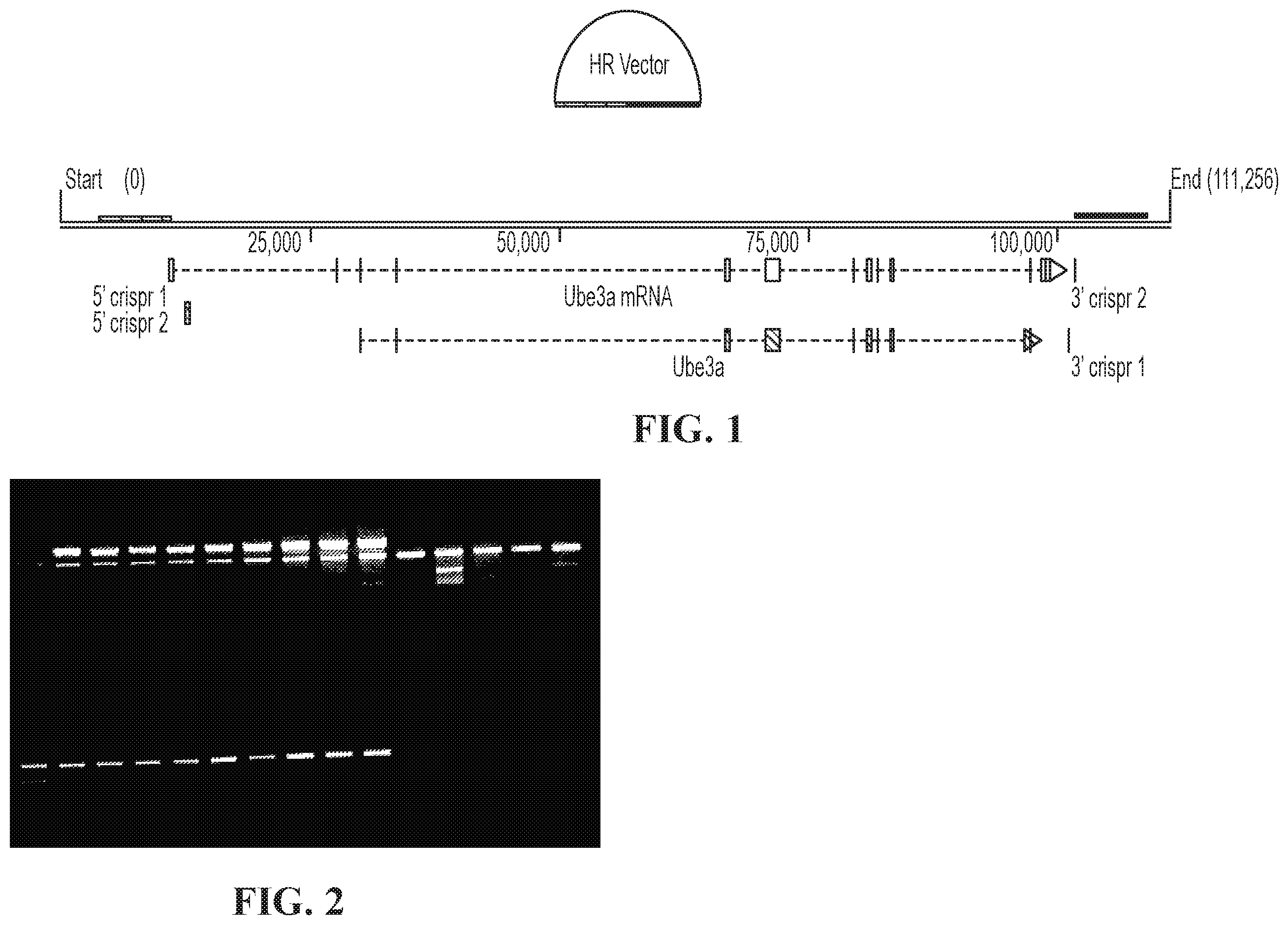 Patent US11793177 Figure 1 – Animal model of Angelman Syndrome