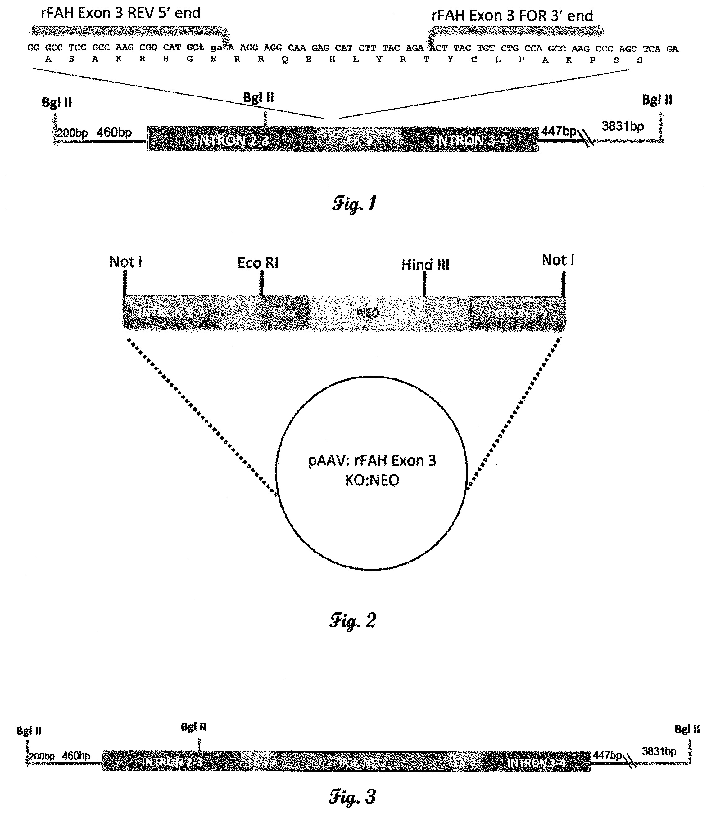 Patent US11793178 — Fumarylacetoacetate hydrolase (FAH)-deficient and immunodeficient rats and uses thereof — Figure 1