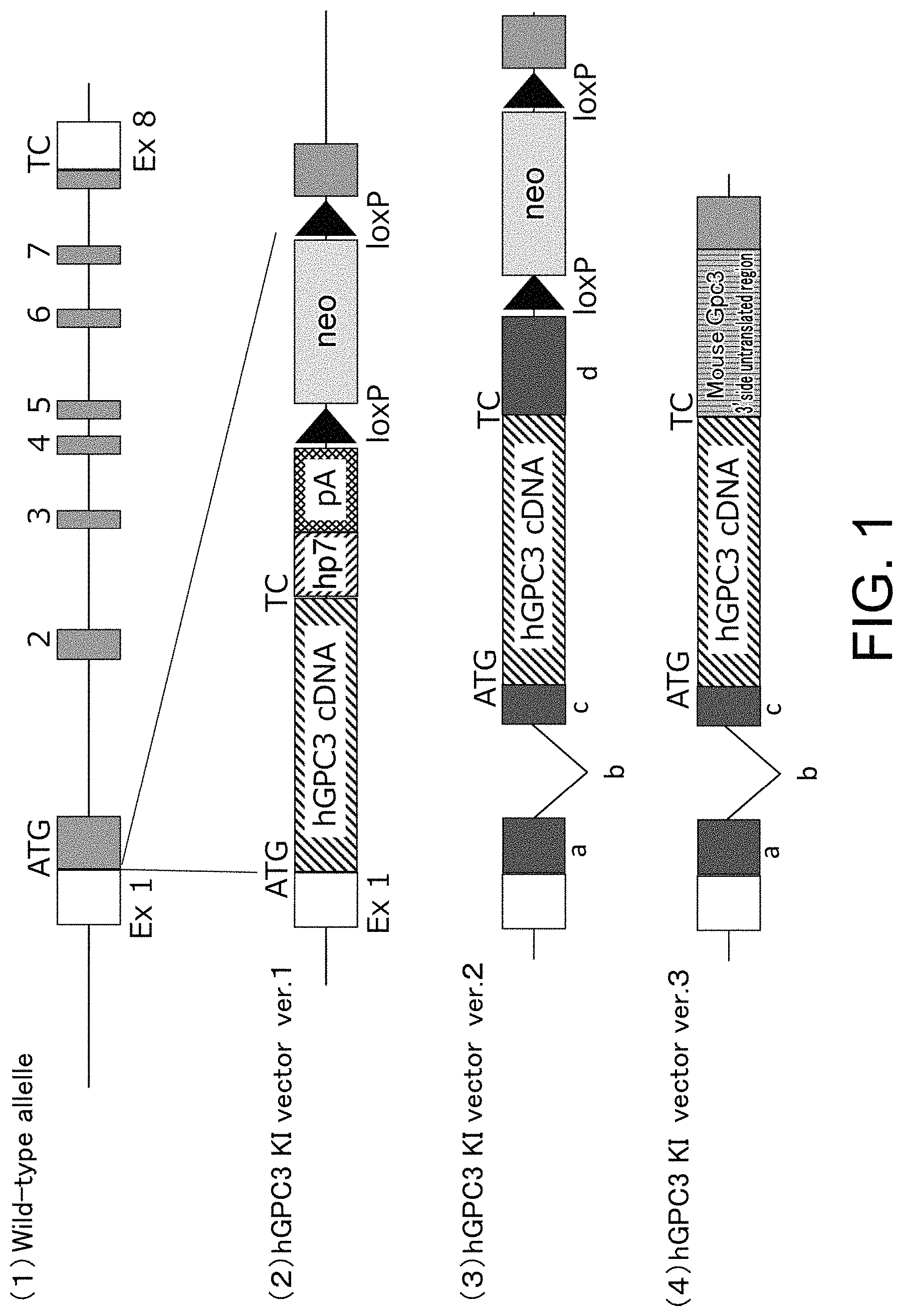 Patent US11793180 — Gene-modified mouse expressing human GPC3 polypeptide — Figure 1