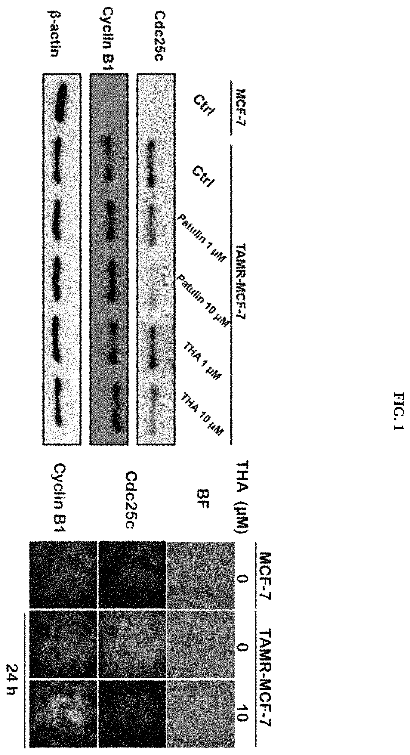 Patent US11793772 — Pharmaceutical composition comprising THA as active ingredient for treating breast cancer — Figure 1