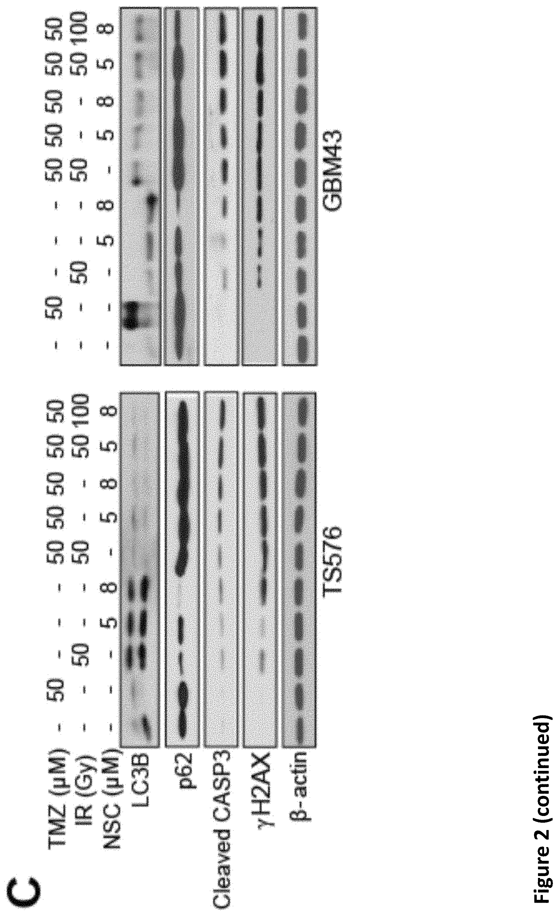 Patent US11793816 Figure 6 – Methods for enhancing cytotoxic cancer therapy through inhibition of ATG4B